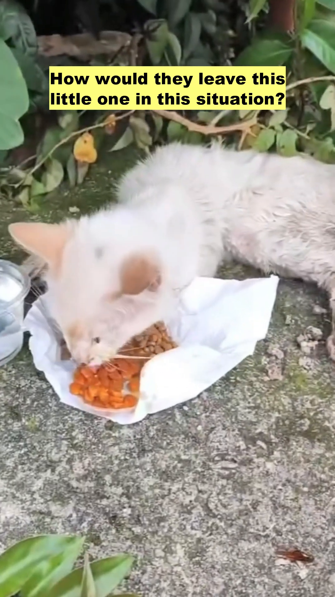 A hand gently offers food to the weak kitten, showing a moment of care.