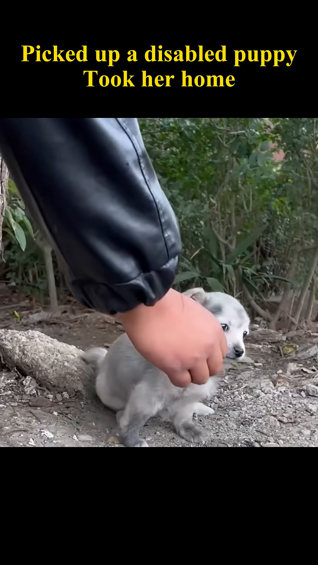 A person's hand gently pets a small puppy.