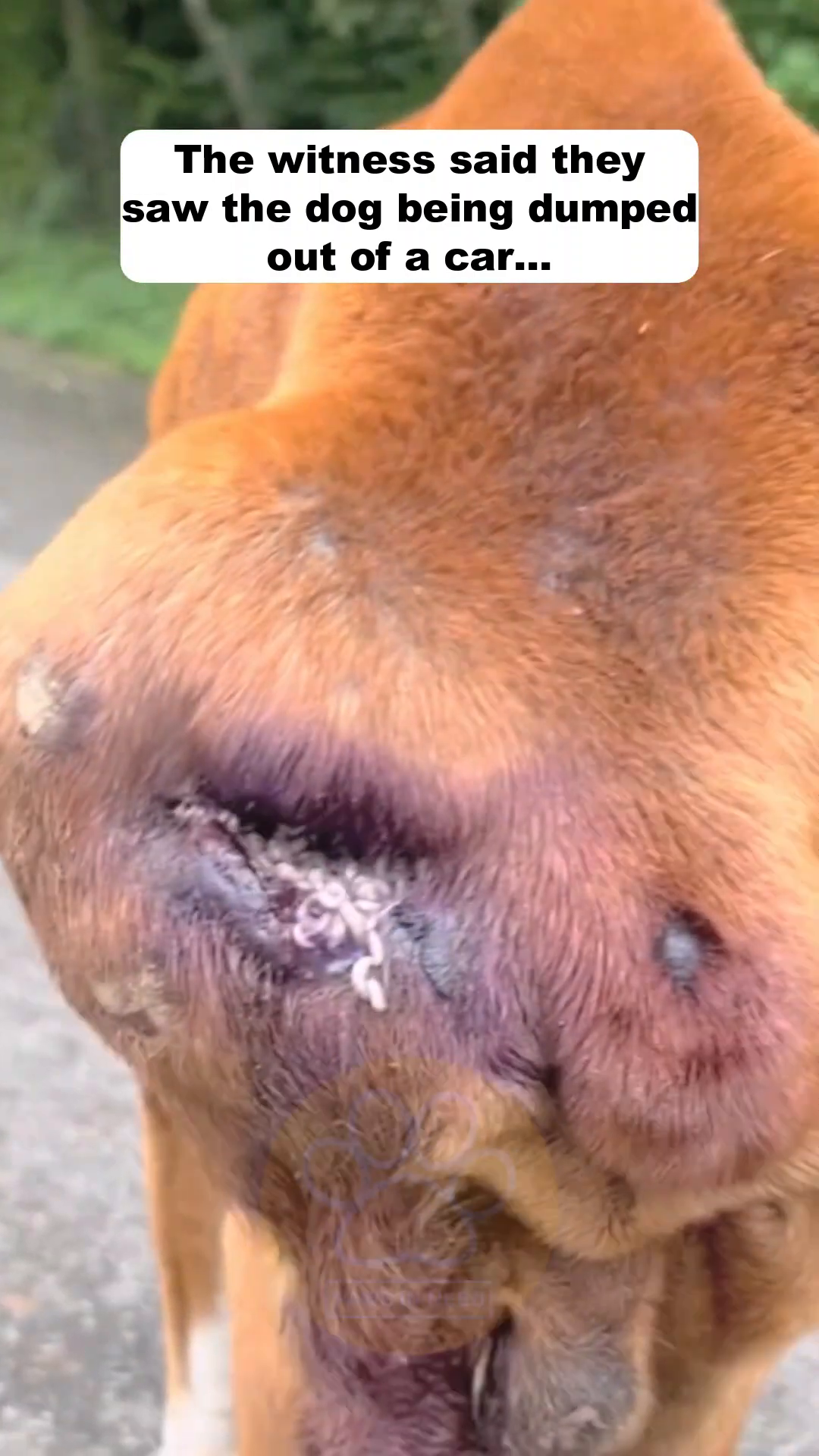 Close-up of a very thin boxer dog's rib cage, showing extreme emaciation.