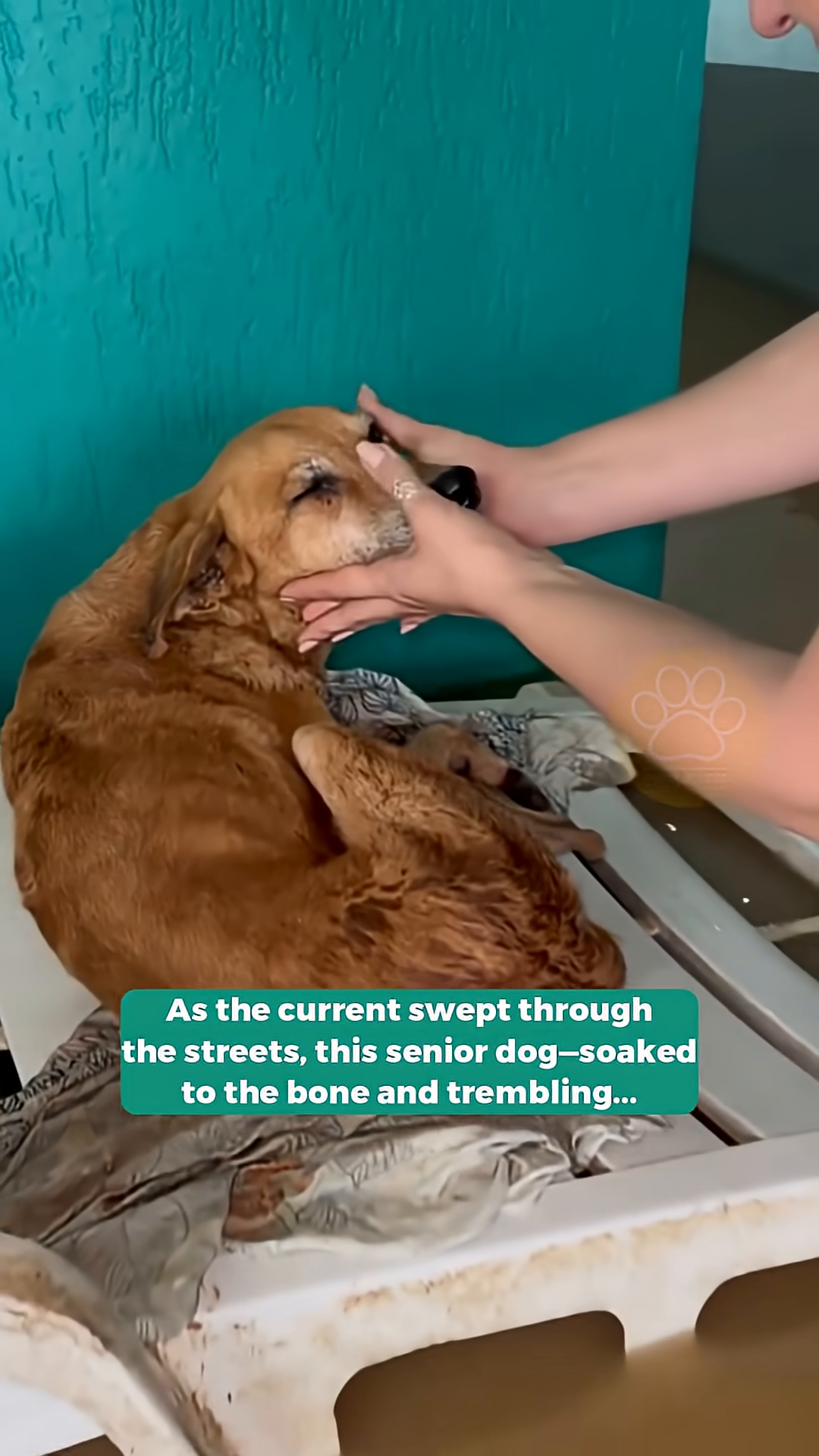 Close-up of the dog's face, showing signs of distress and infection around the eyes and mouth.