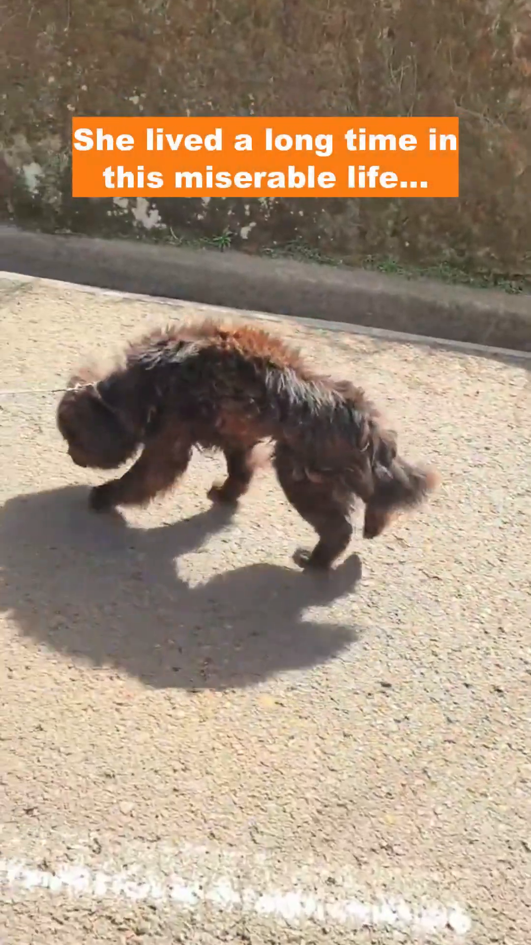 Florence walking slowly, her emaciated body clearly visible, with a chain around her neck.