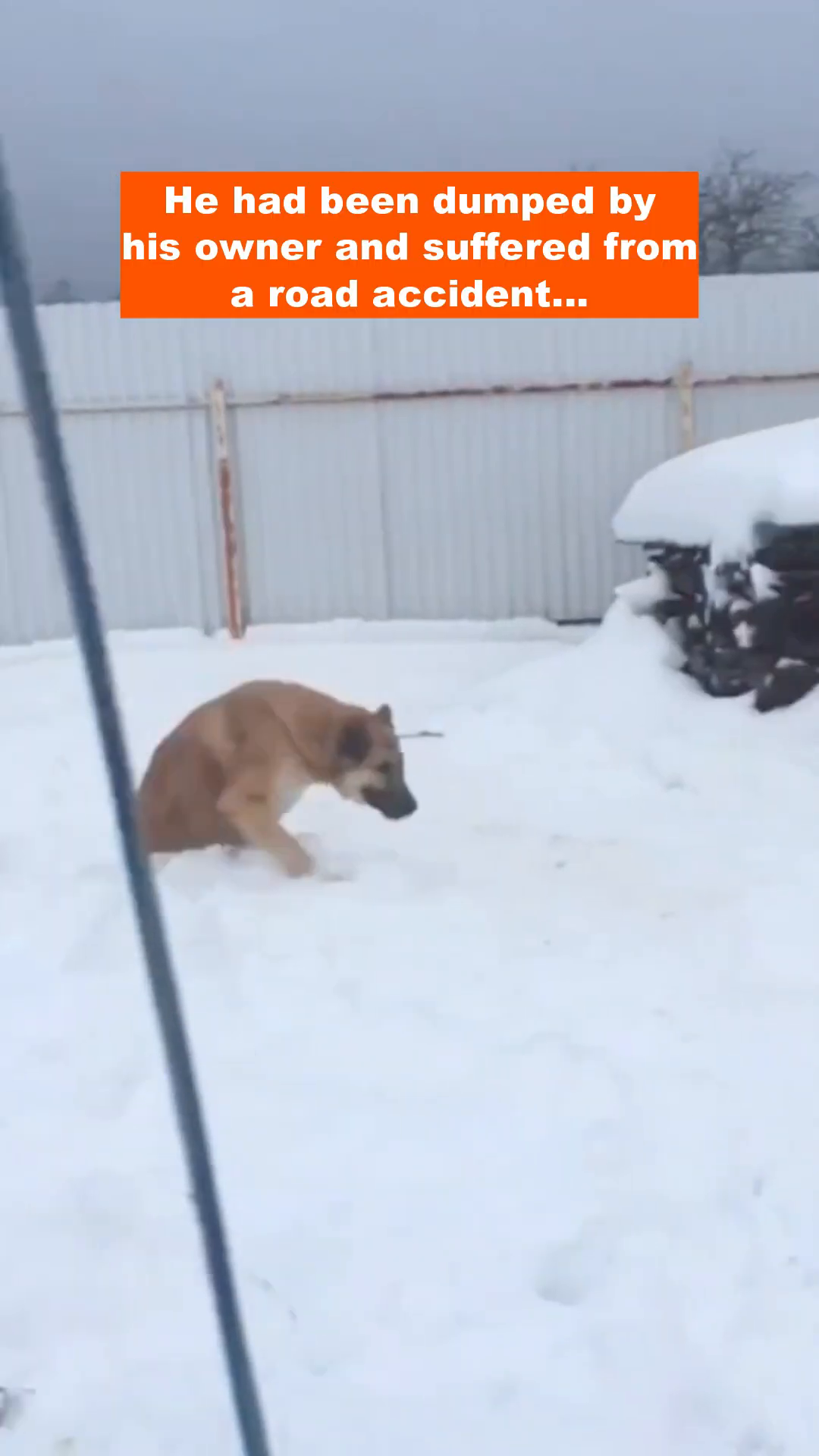 A light brown dog is sitting in the snow, its hind legs are bandaged and appear to be missing.