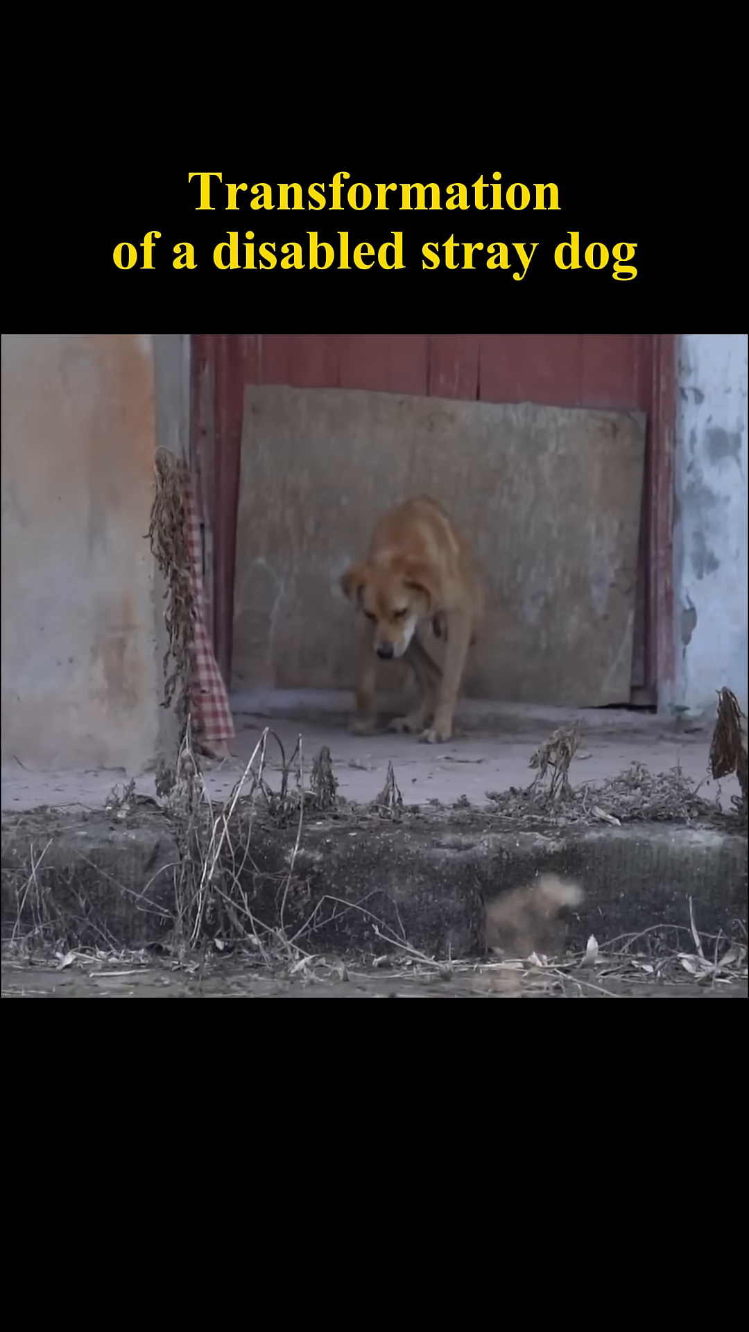 The dog rests near a dilapidated building, looking weary and neglected.