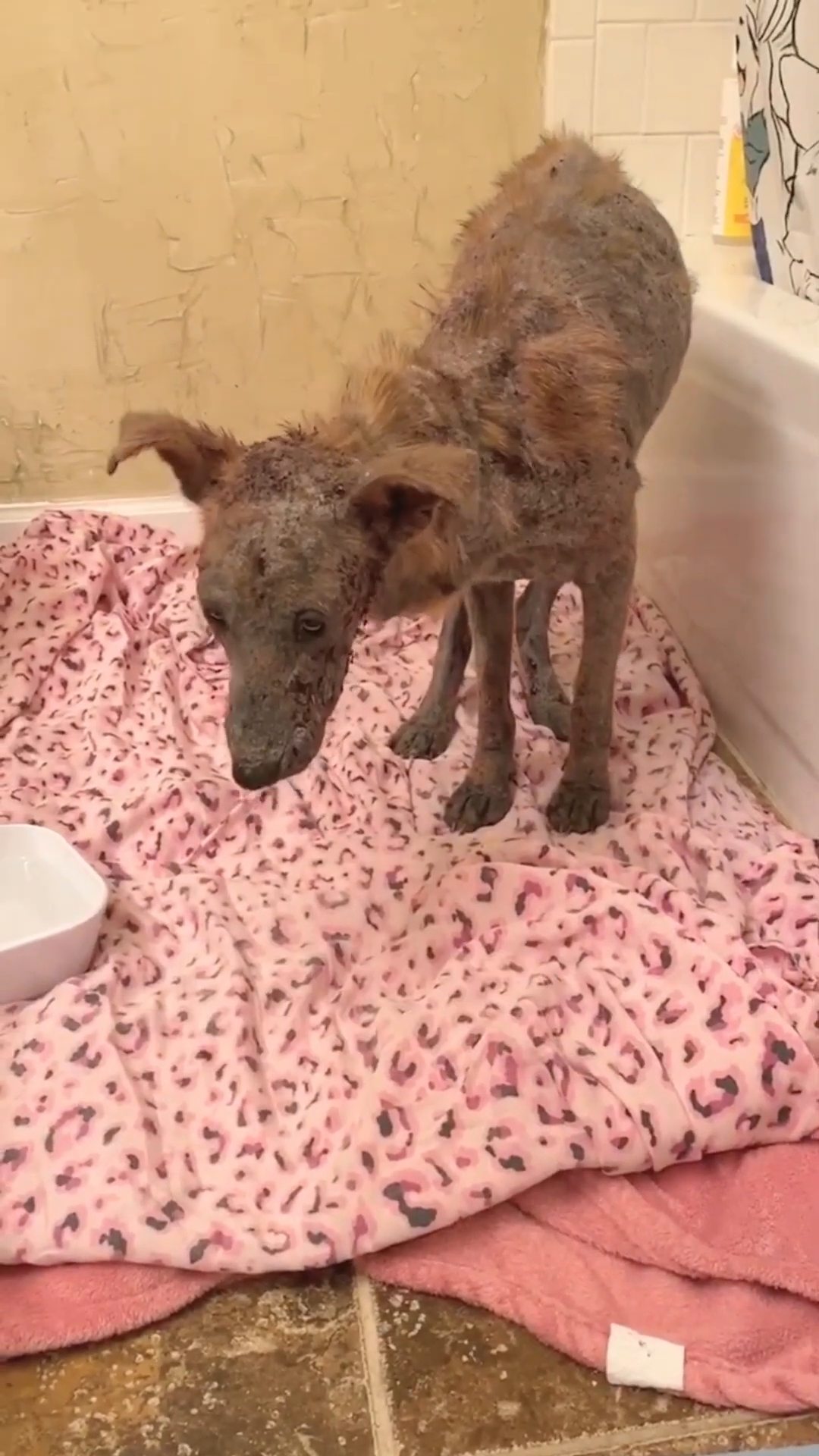 The dog, Akia, stands on a concrete surface, looking frail and unwell.