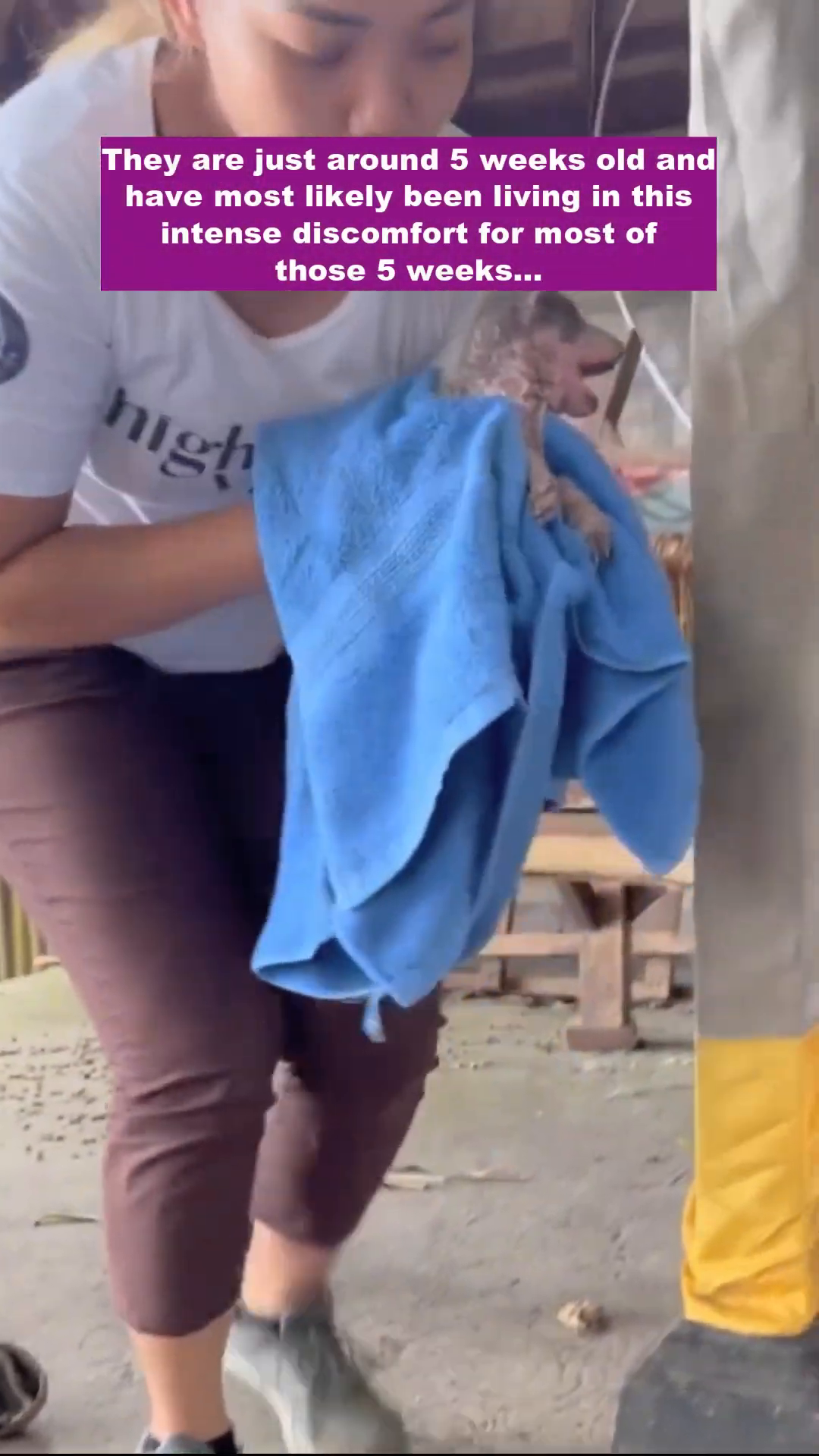 A rescuer gently holds one of the puppies, wrapped in a blue towel.