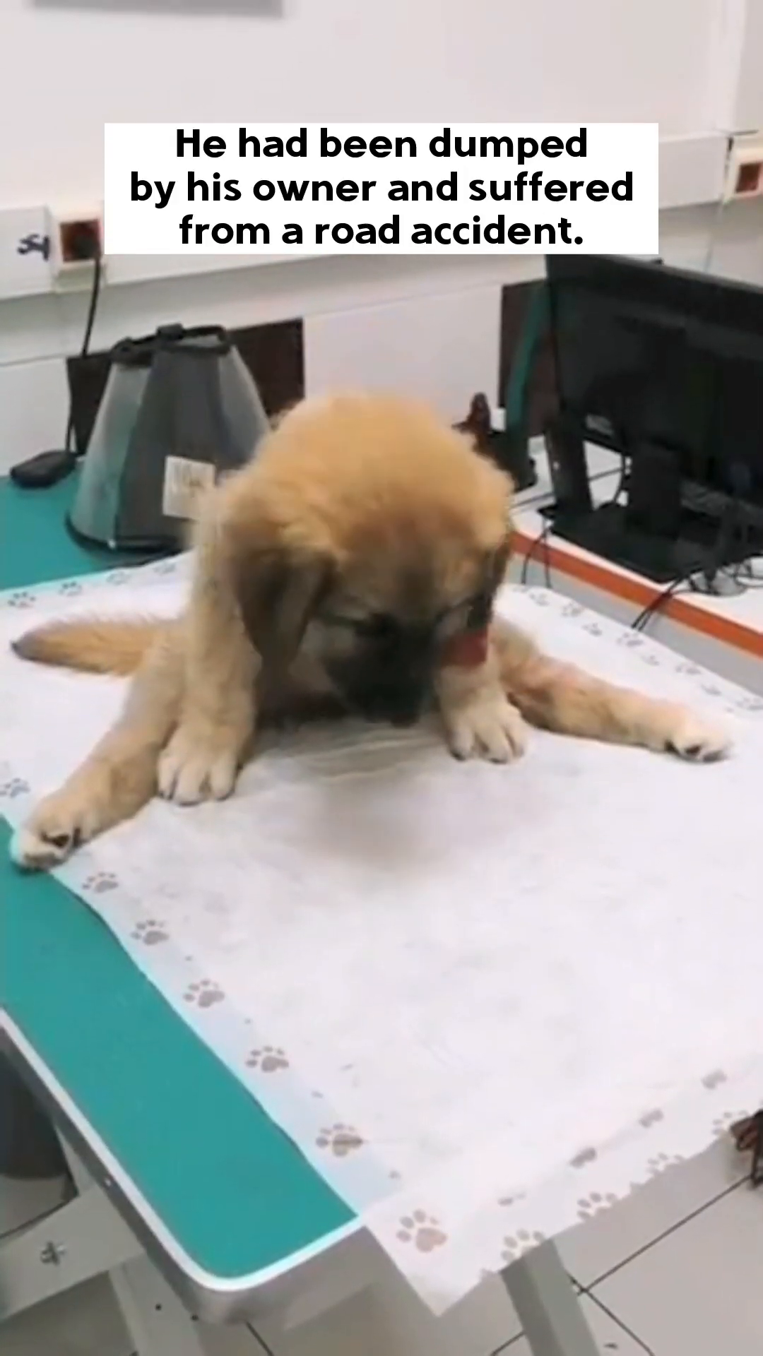 A puppy lying on a medical examination table, with a red bandage on its leg and its back appearing injured.