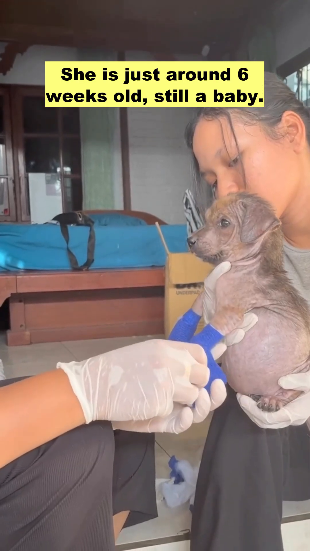 Close-up of a small puppy's front legs wrapped in blue bandages, showing the extent of her leg deformation.