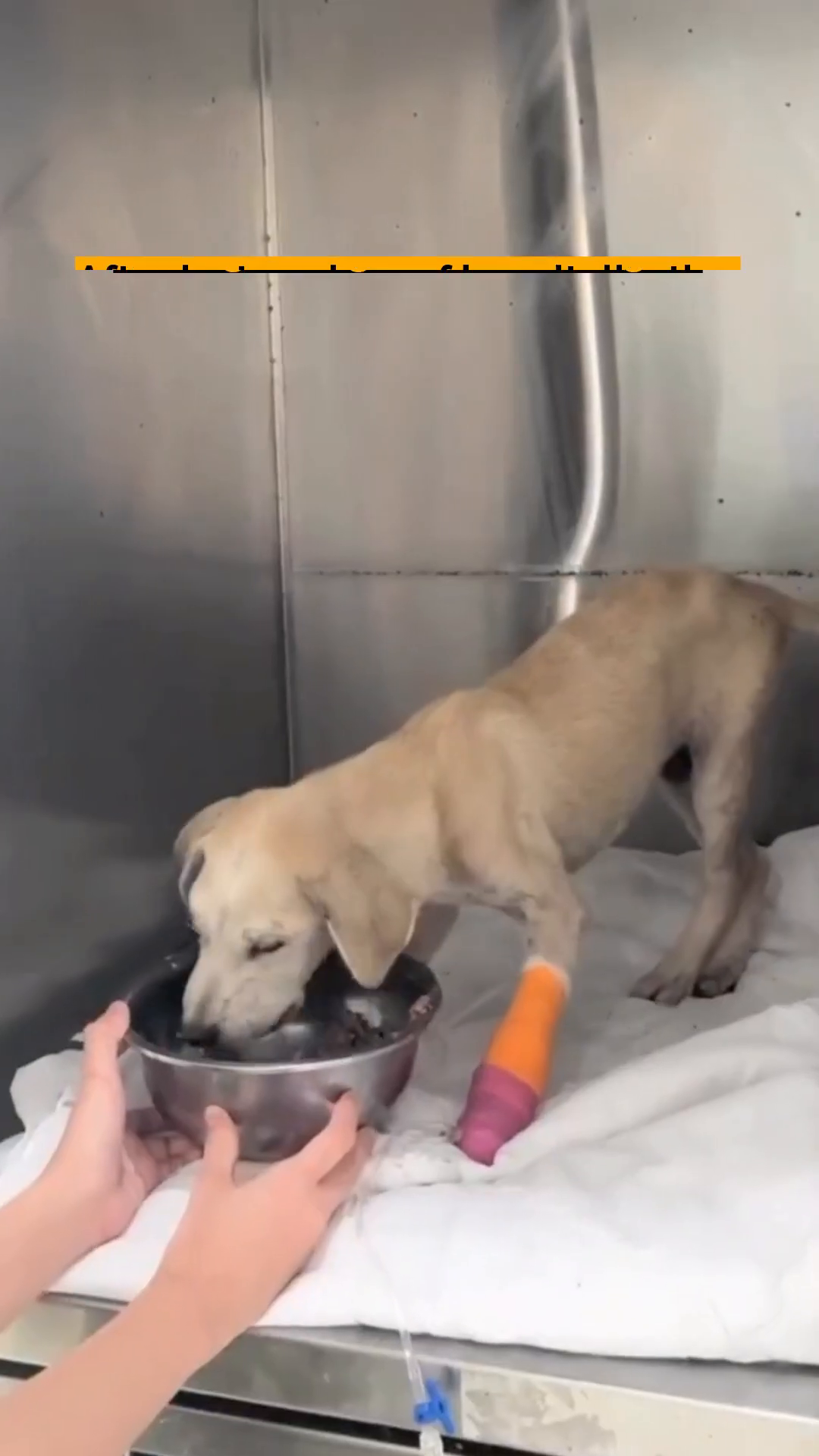 The puppy, still thin but with a slightly more alert expression, is being held and fed from a bowl.