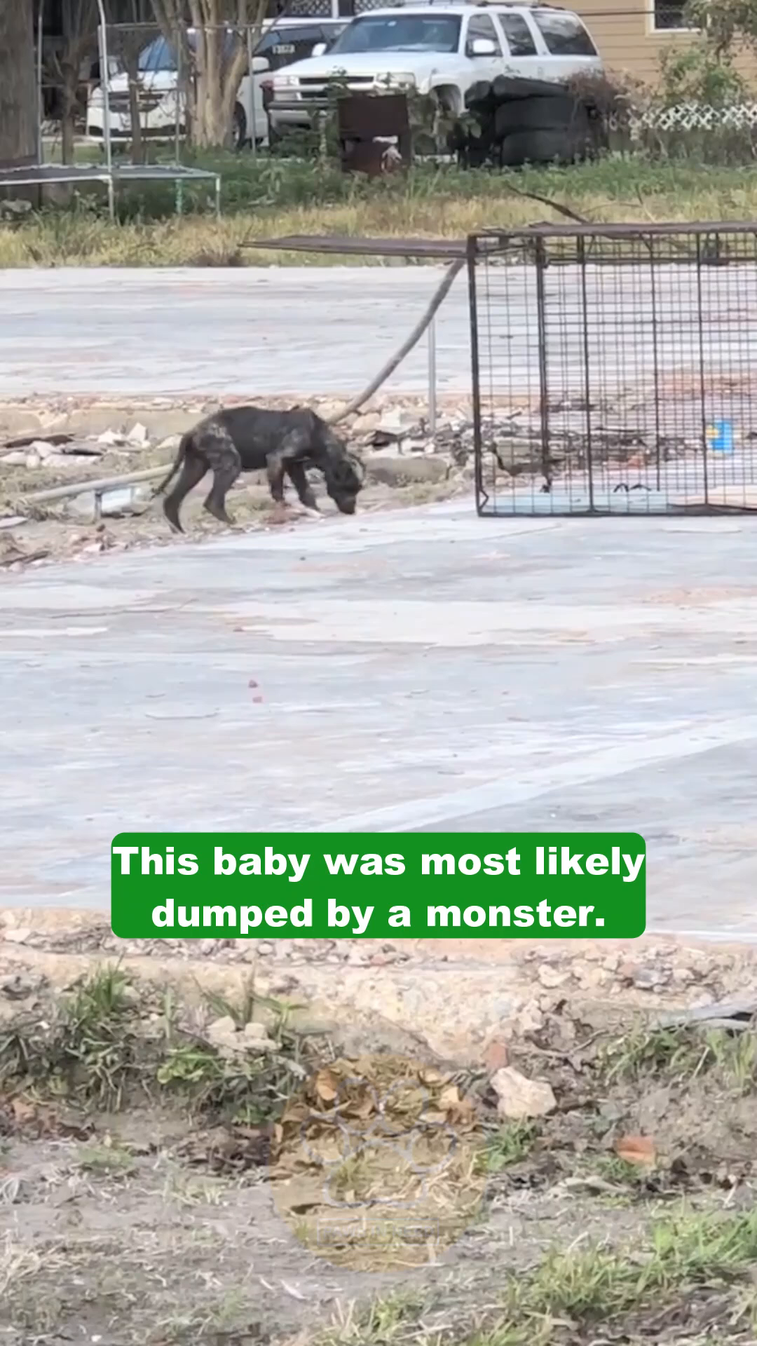 A small, dark puppy is being lured into a metal cage trap.