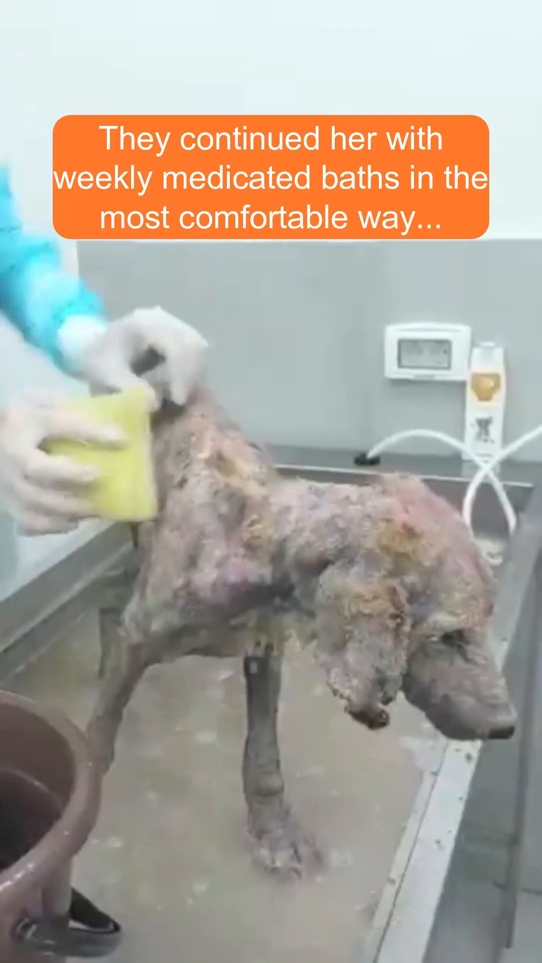 A person in gloves gently washes a sick dog with a sponge in a tub.