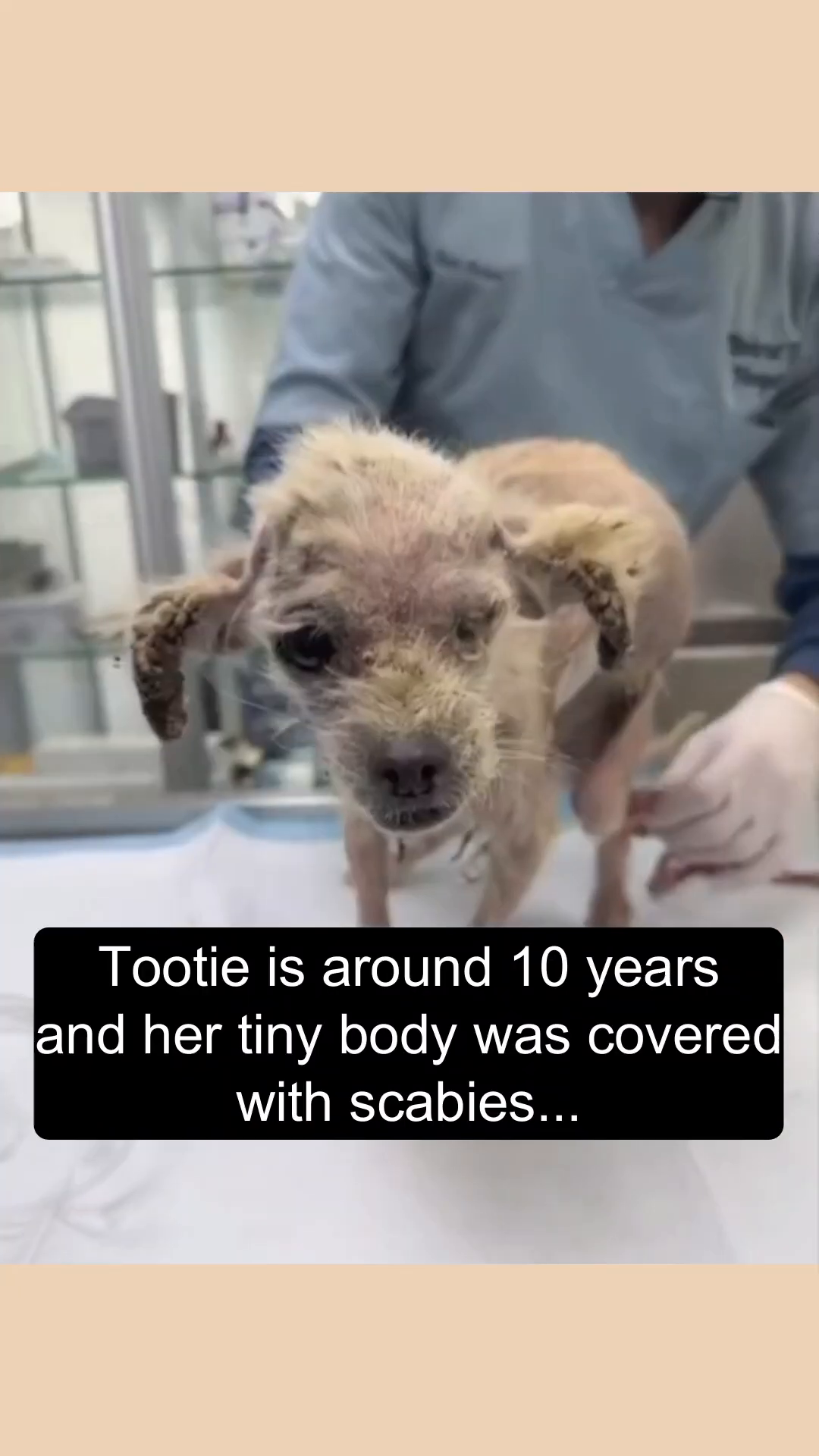 A close-up of Tootie's face, showing her thinness, patchy fur, and the visible signs of skin disease.