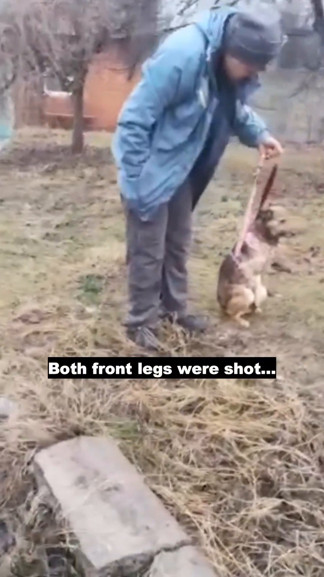 Close-up of the dog's injured front legs, showing signs of trauma.