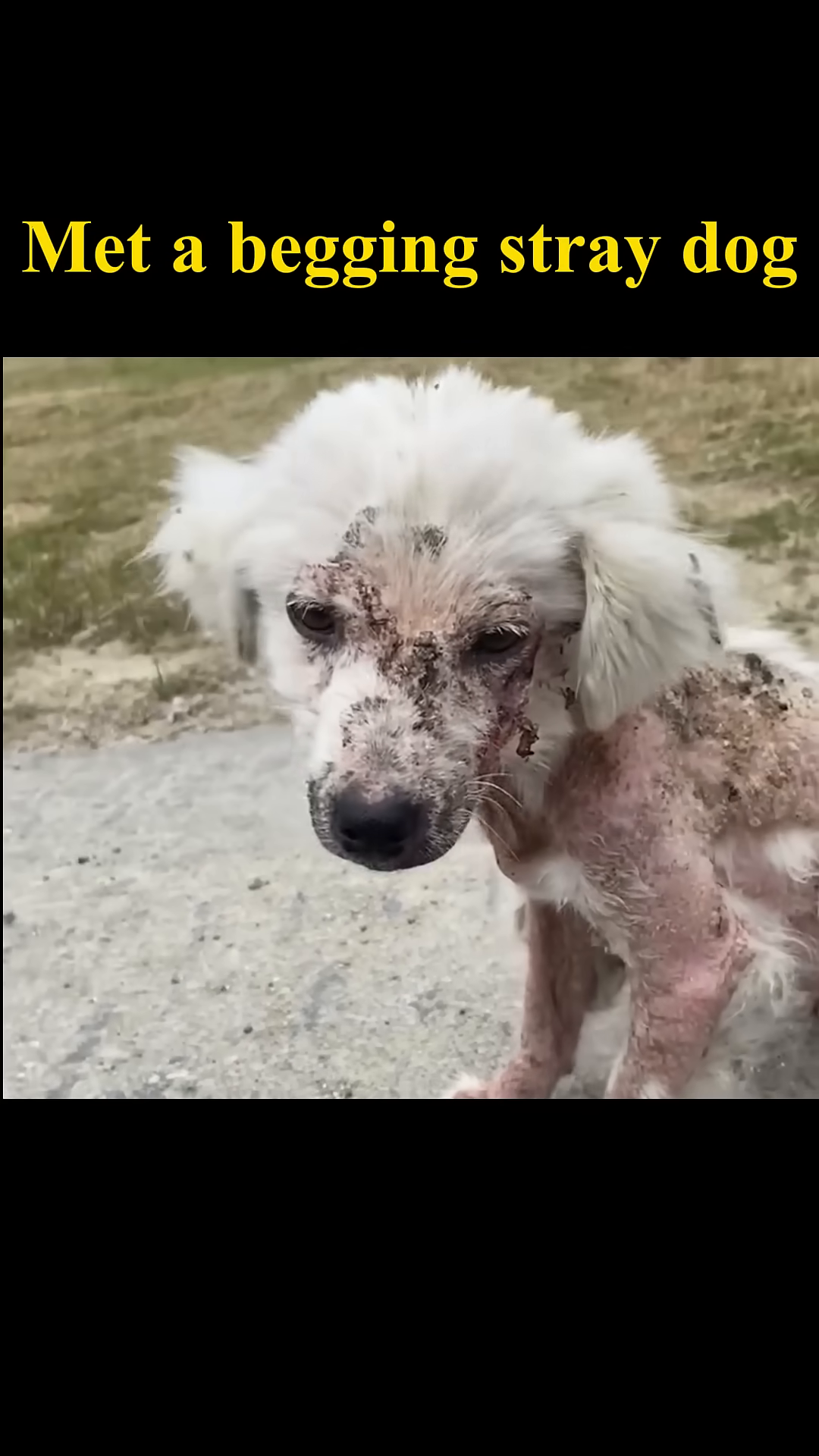 A hand offers a piece of bread to the distressed stray dog, which cautiously approaches.