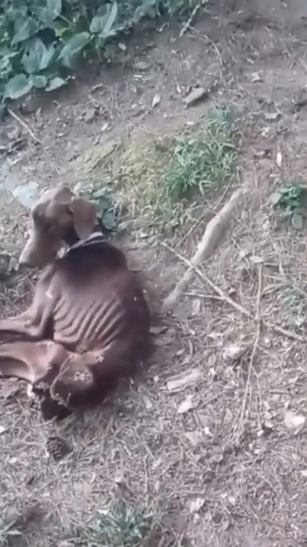 Close-up of a dog's emaciated body, highlighting its skeletal structure.