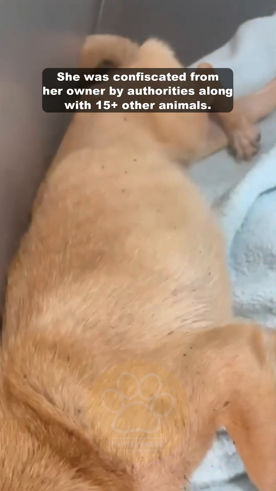 A tan dog lies on its side, appearing very thin and weak, with a light blue towel underneath.