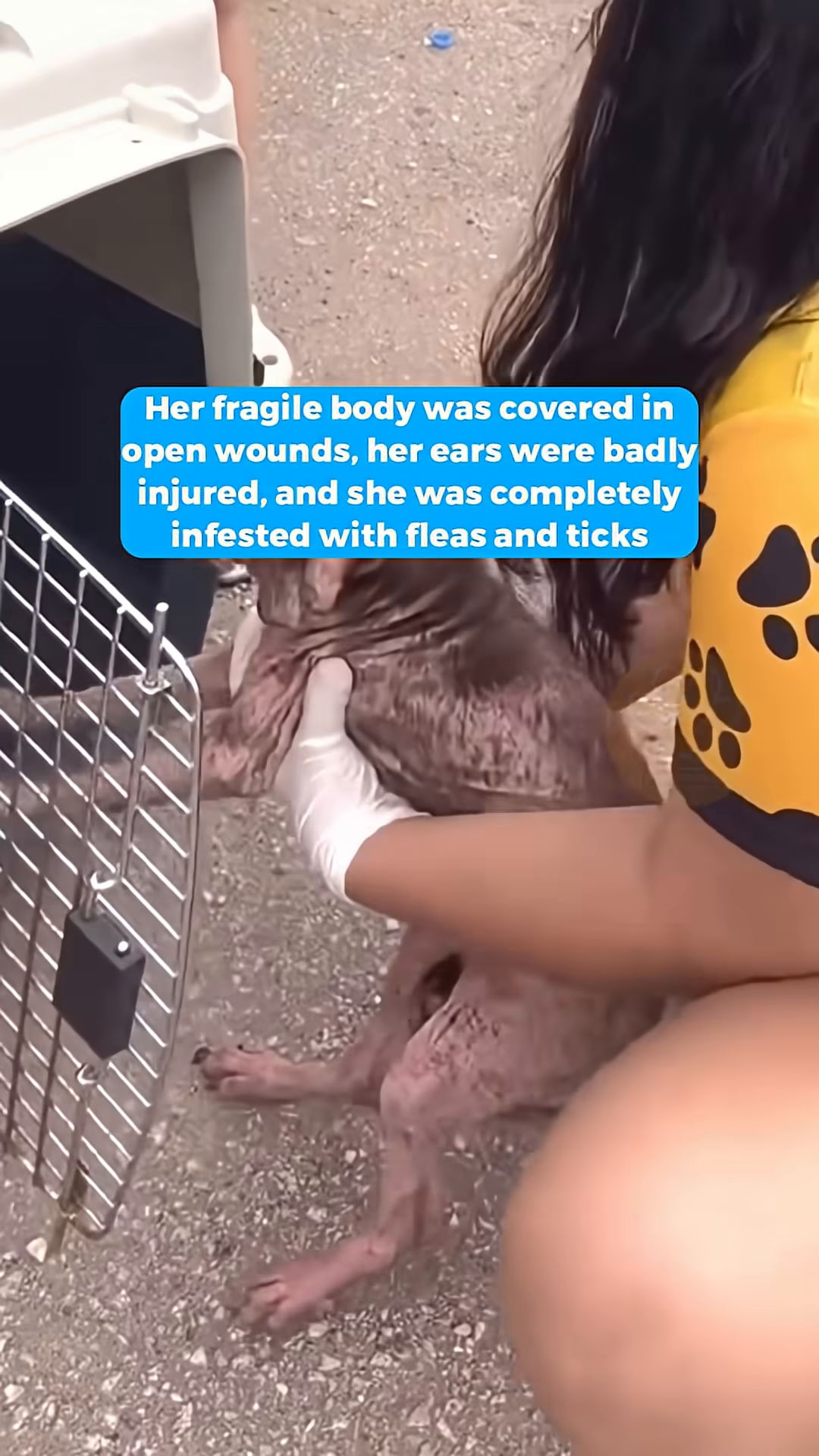 A woman gently holds the rescued puppy.