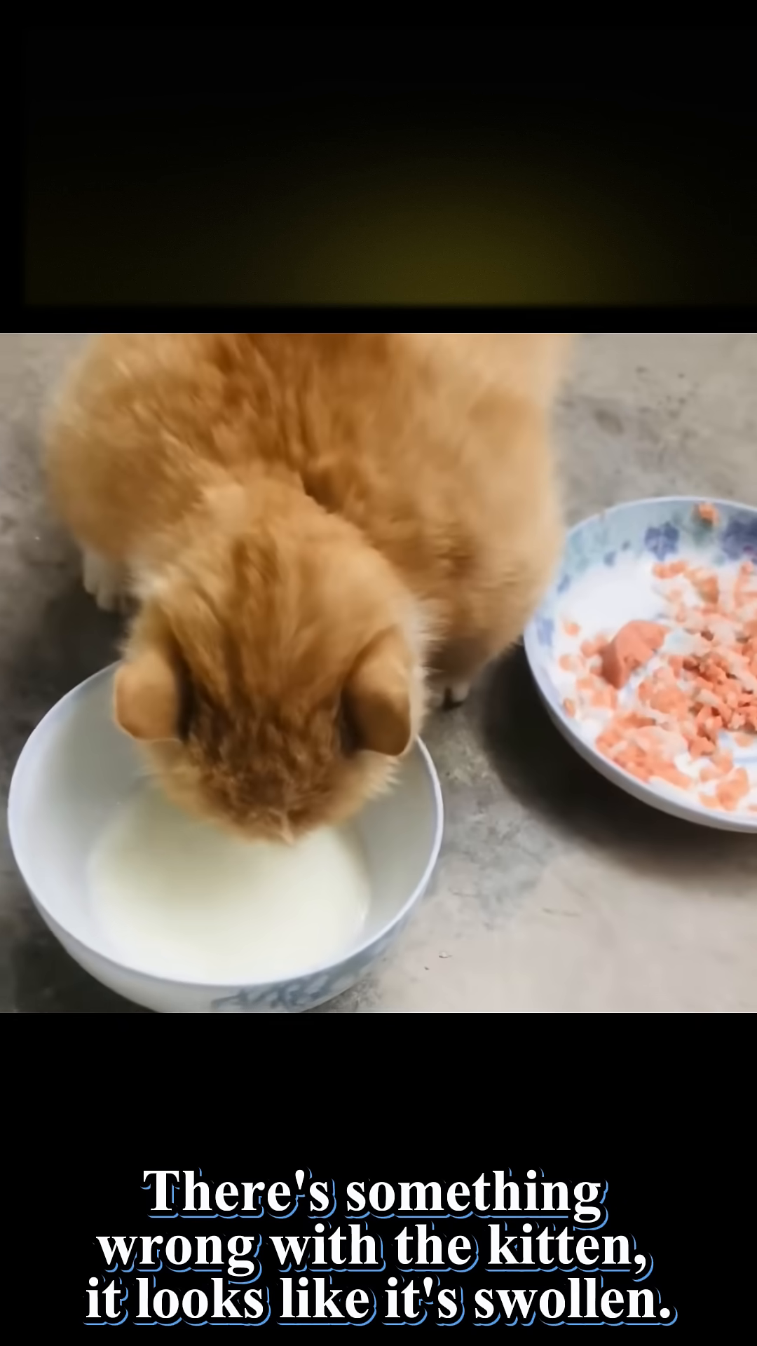 A person's hands gently holding an orange kitten, with a needle inserted under its skin.