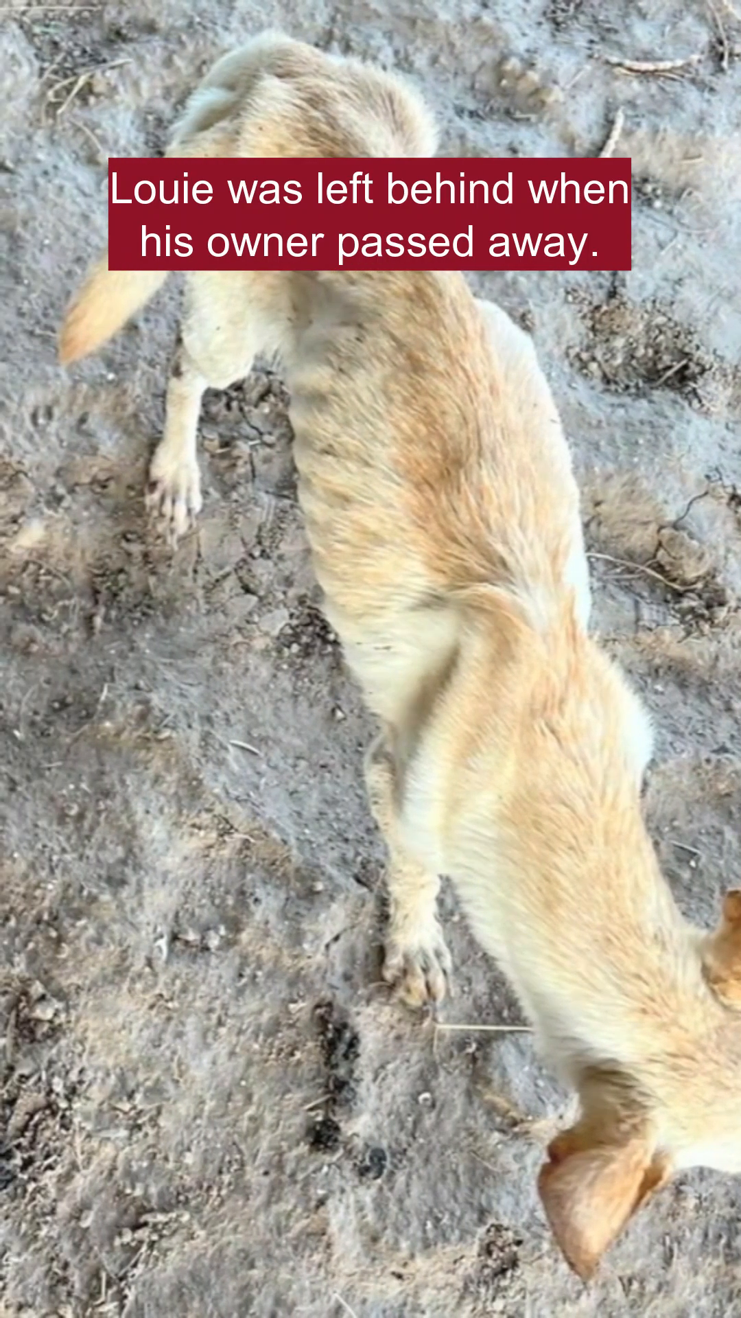 Close-up of Louie's face, showing his sunken eyes and gaunt features.