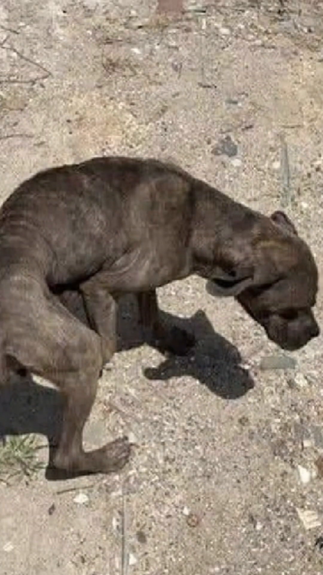 A hand gently pets a dog's head as the dog looks down at a toy giraffe.