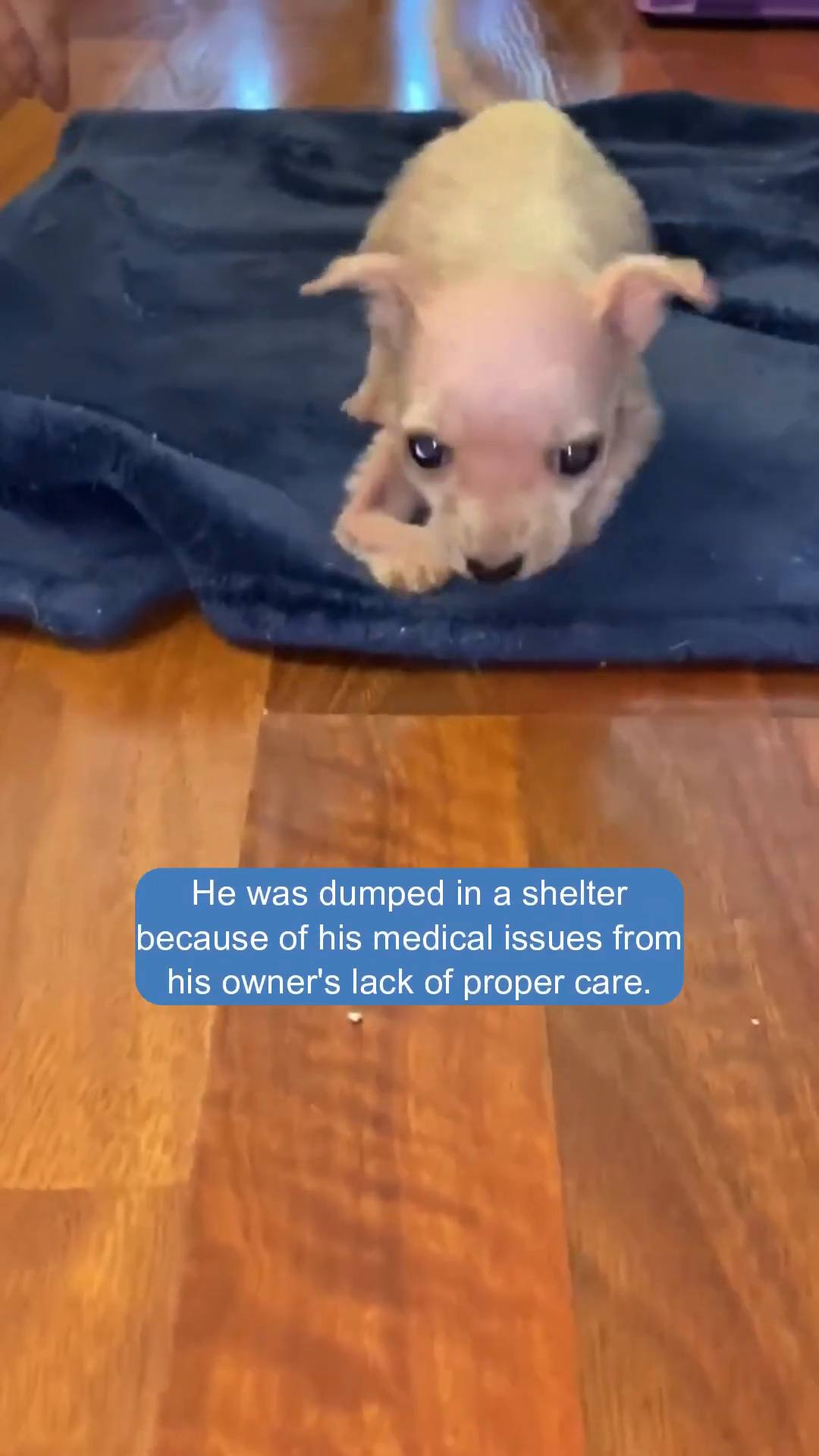 A small, pinkish puppy with visible ribs and large eyes lies on a dark blue blanket.