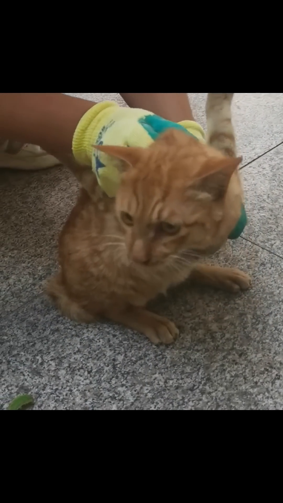 A person's hands gently reaching out to pick up the injured ginger cat.