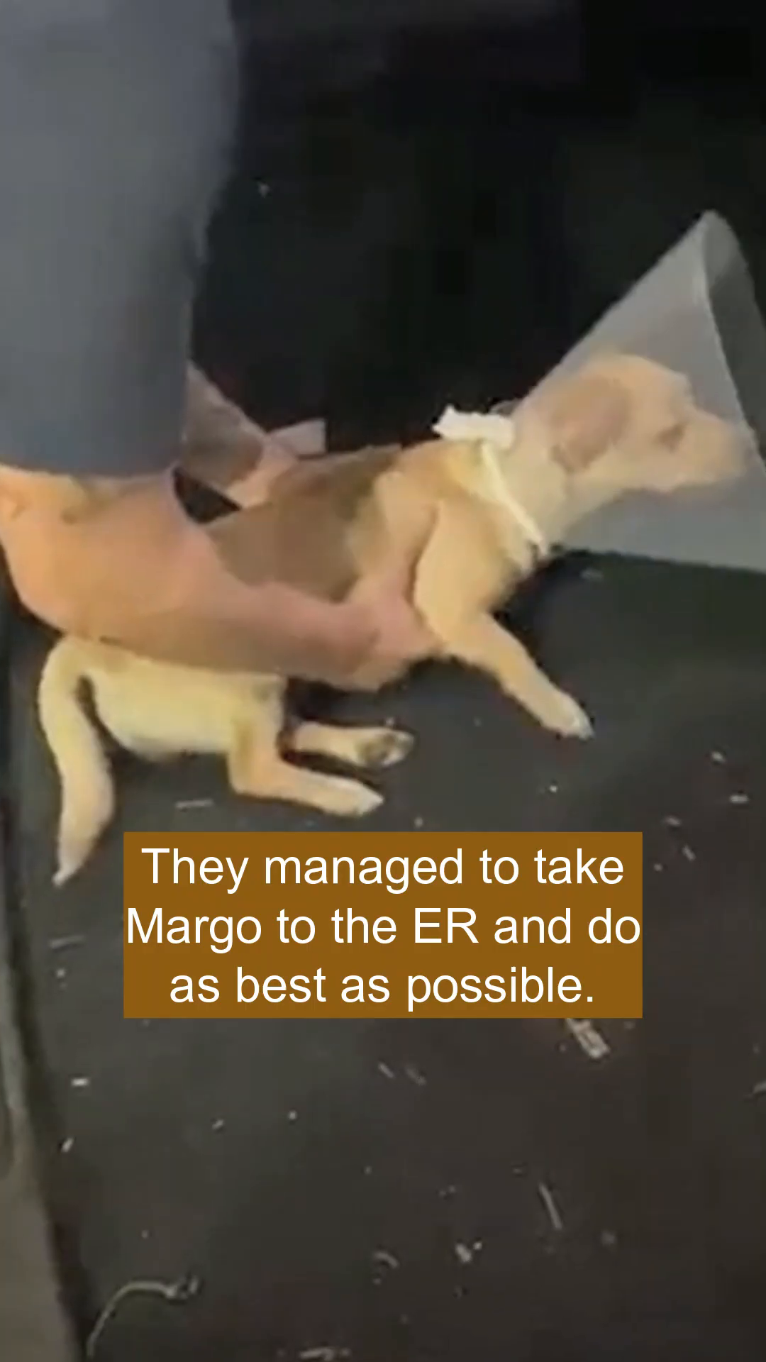 A person is holding a small dog with a cone around its neck, carrying it towards a medical examination table.