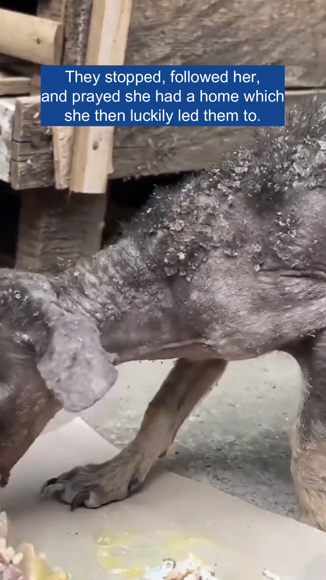 A very thin and hairless puppy with skin lesions eating from a paper plate on the ground.