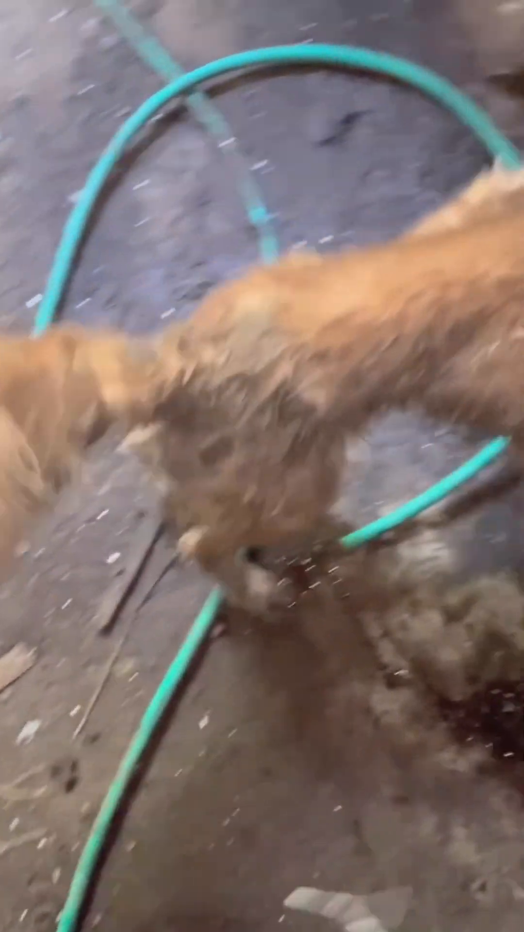 Close-up of a dog's matted fur and dirty body, showing signs of neglect.