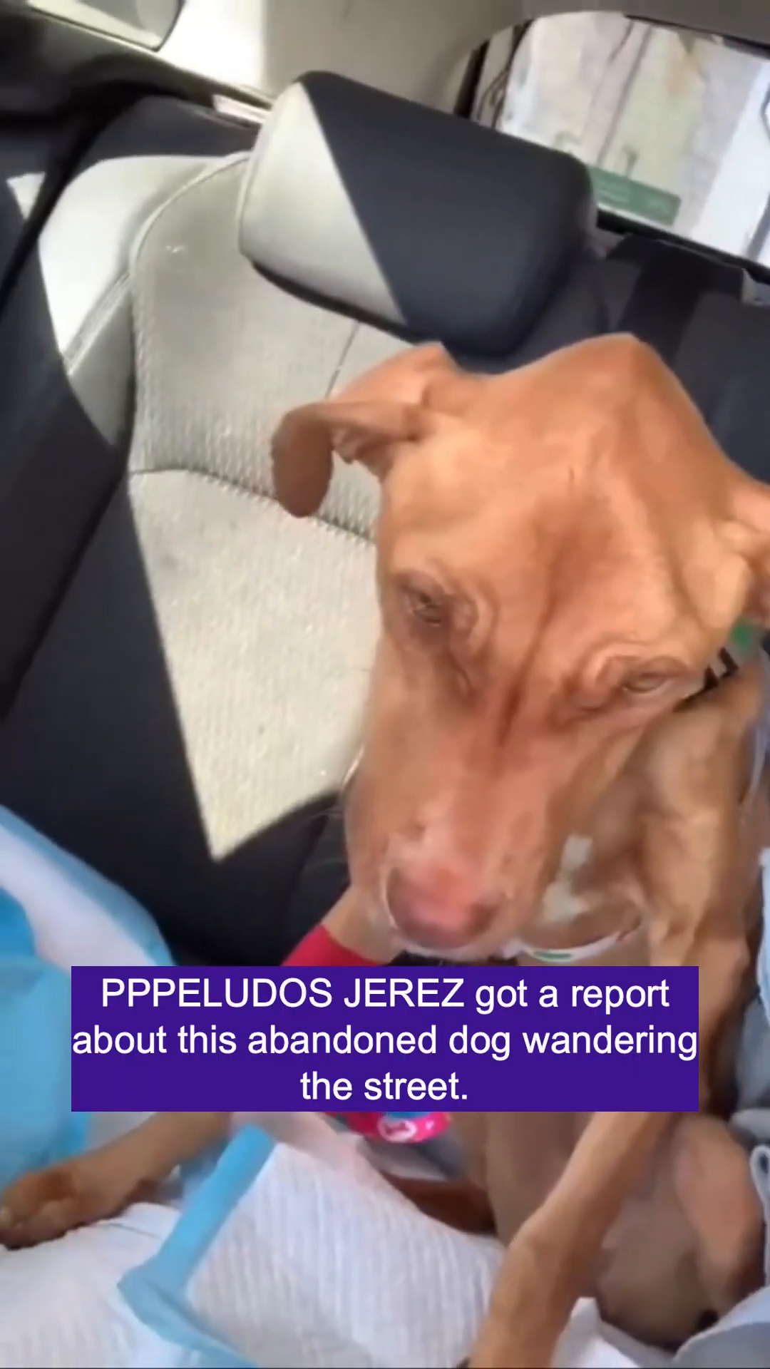 A brown dog, appearing weak, sits in a car seat, wrapped in a blanket.