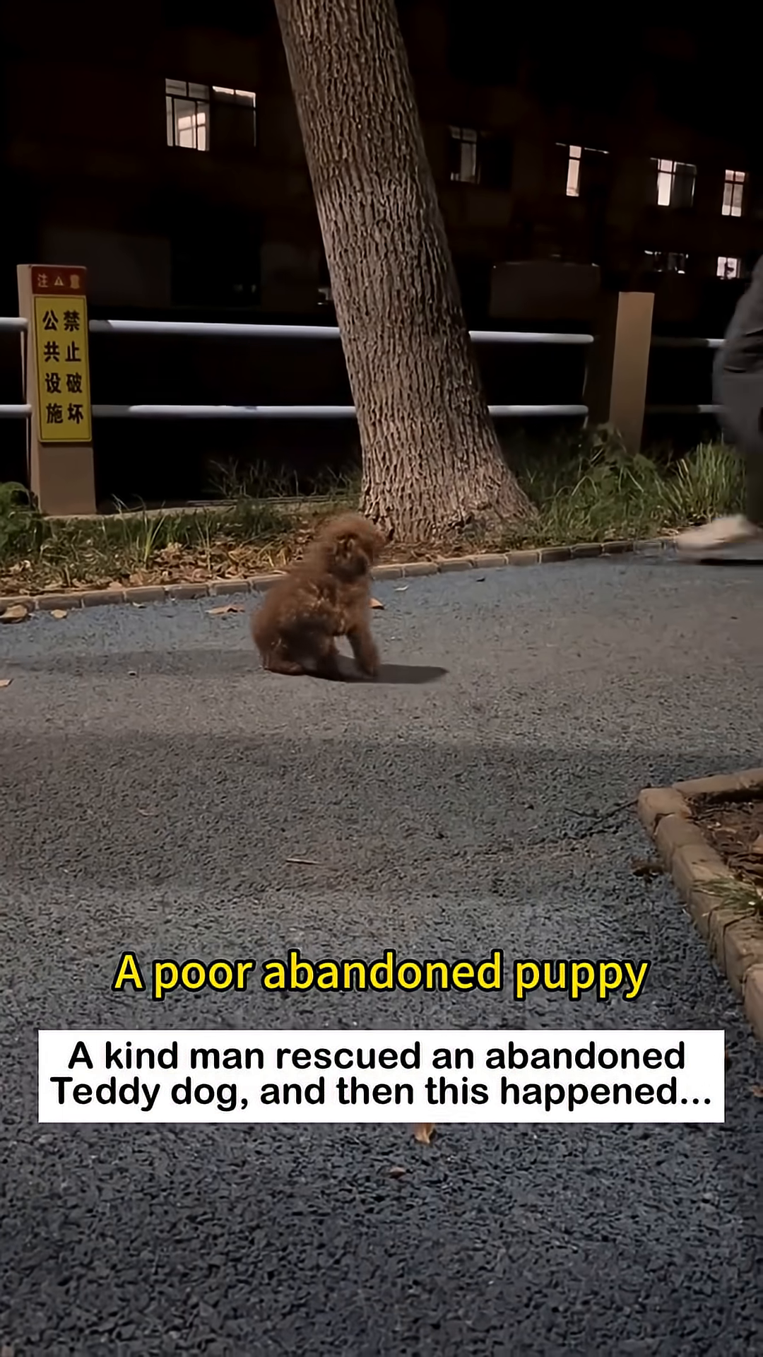 A man walks towards the abandoned teddy dog.