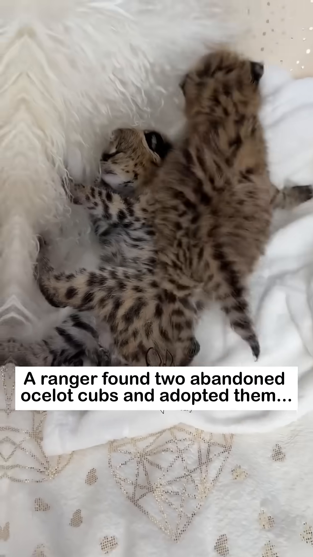 The ranger gently places the ocelot cubs into a carrier for rescue.