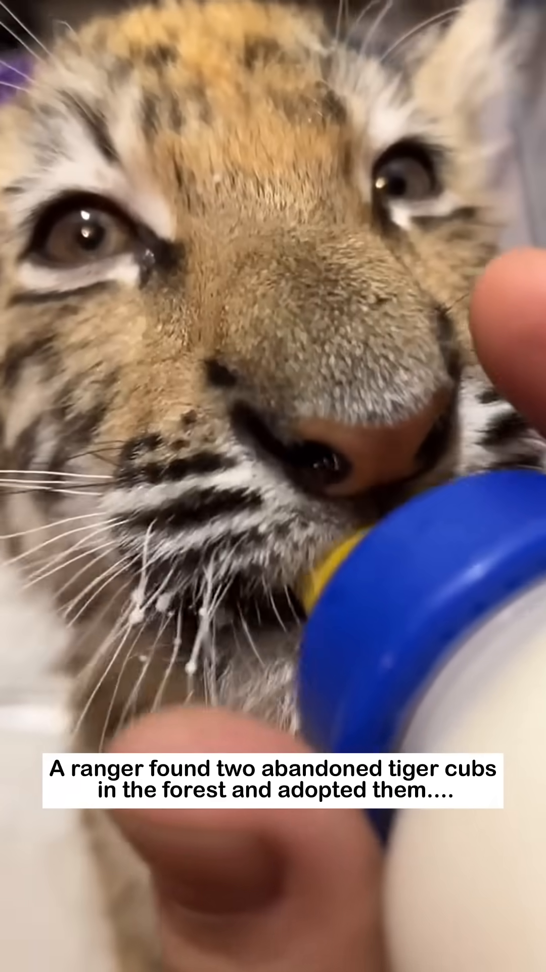 A ranger carefully carries two tiny tiger cubs through a forest.