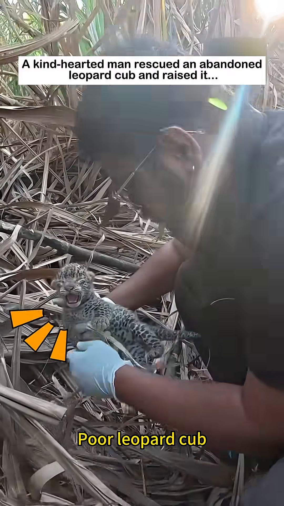The man gently places the small leopard cub into a carrier, signifying its rescue.