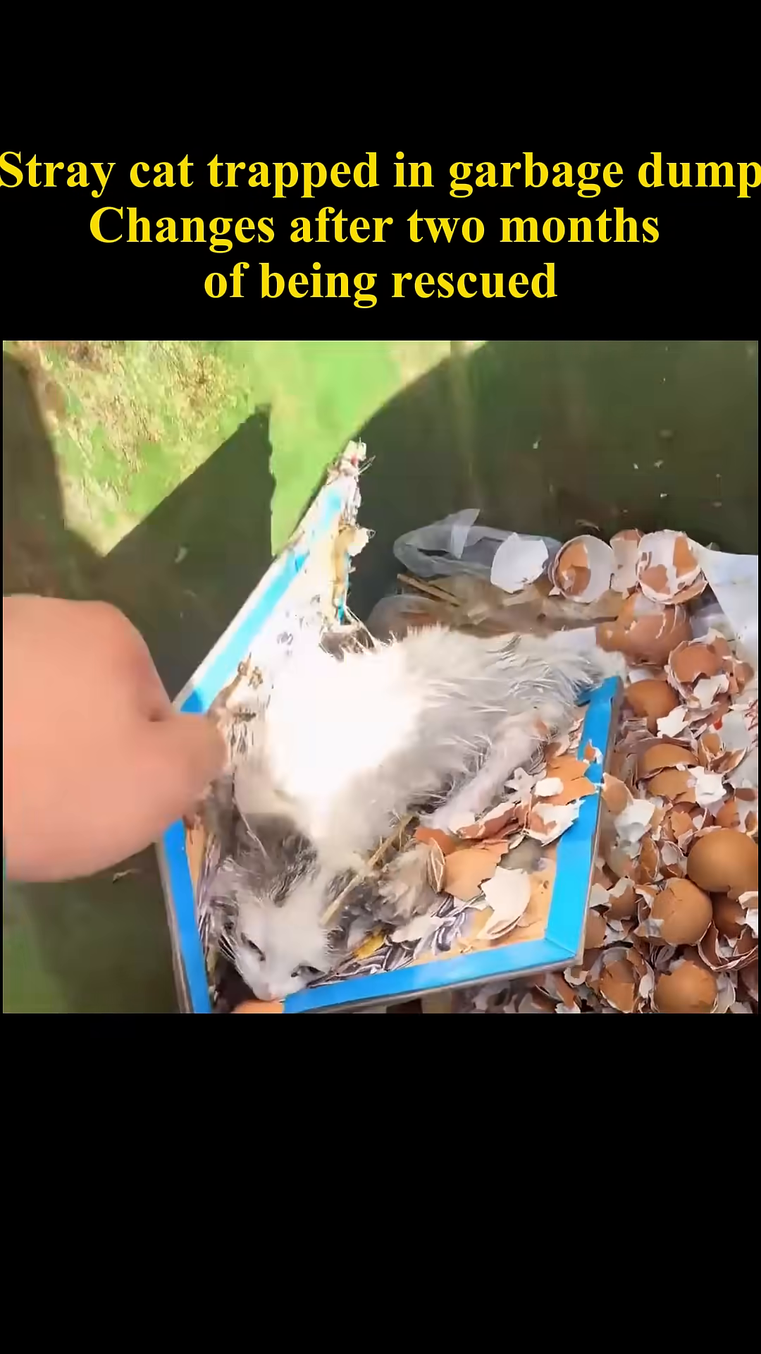 A rescuer carefully lifts the frail kitten out of the garbage.