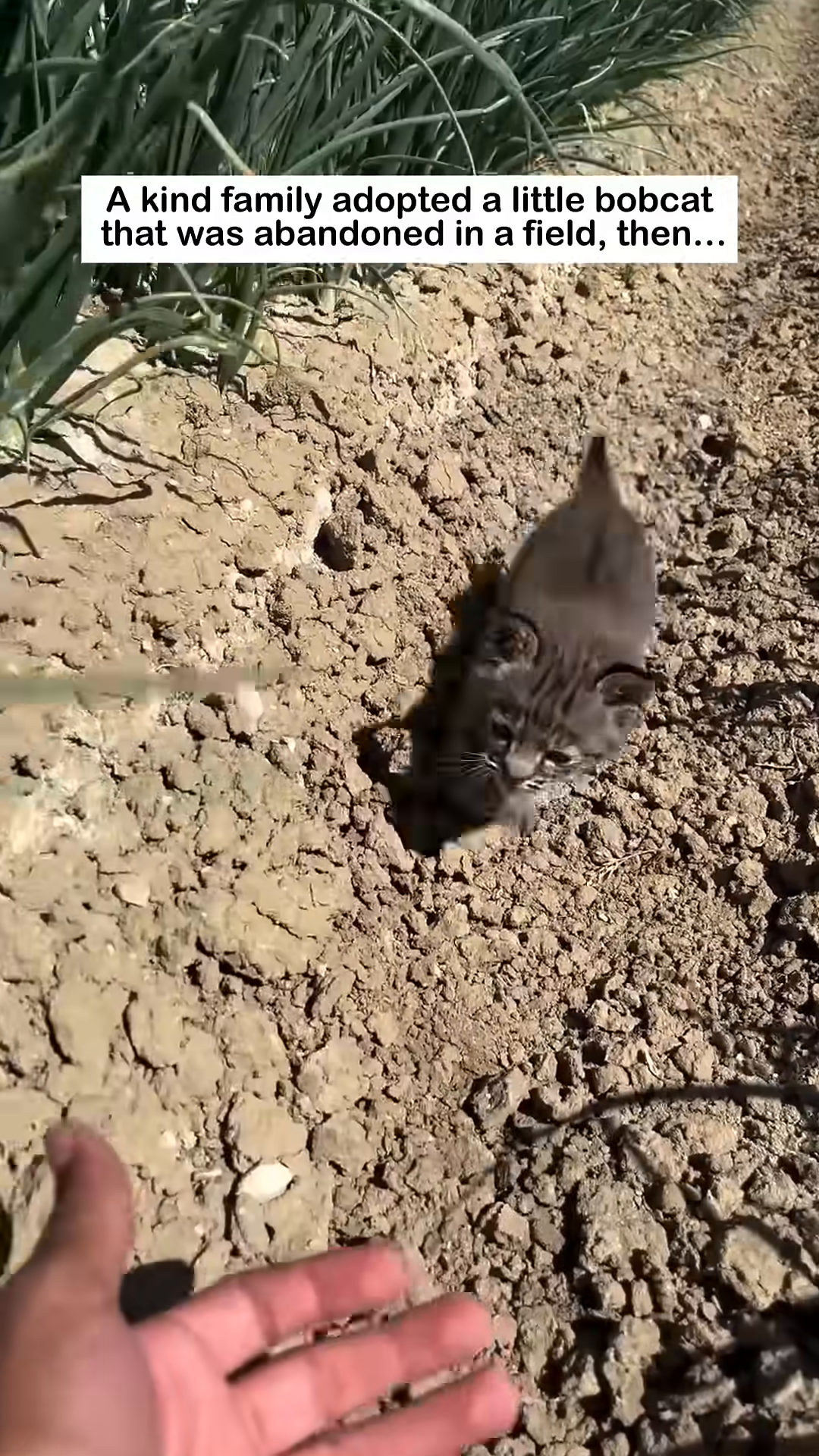 A person's hand is extended towards a tiny bobcat kitten, offering comfort and a chance for rescue.