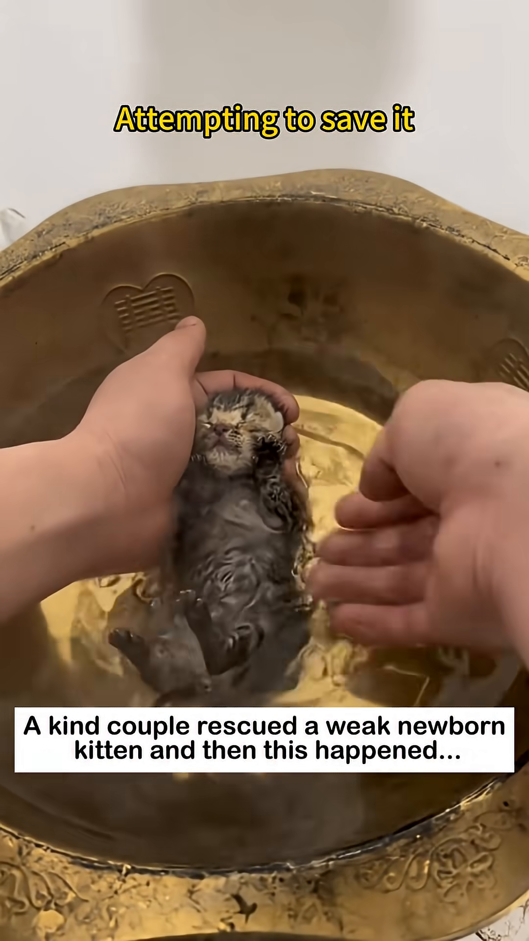 Hands gently holding a weak newborn kitten, attempting to revive it.
