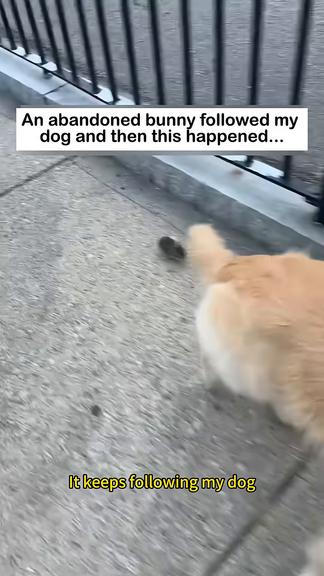 The bunny is close to the dog, looking up at it with a fearful expression.
