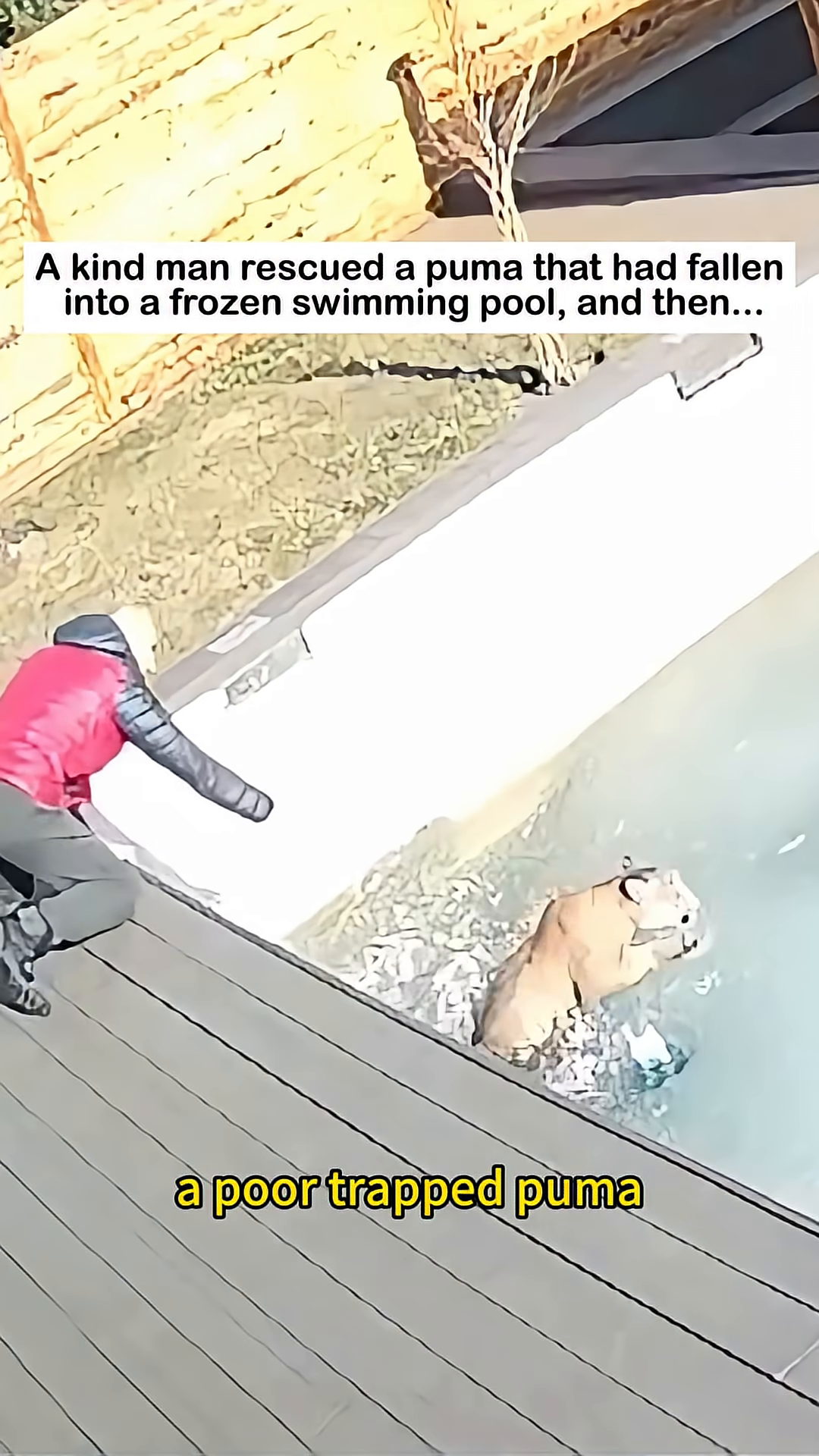 A man reaching out to help the puma out of the frozen pool.