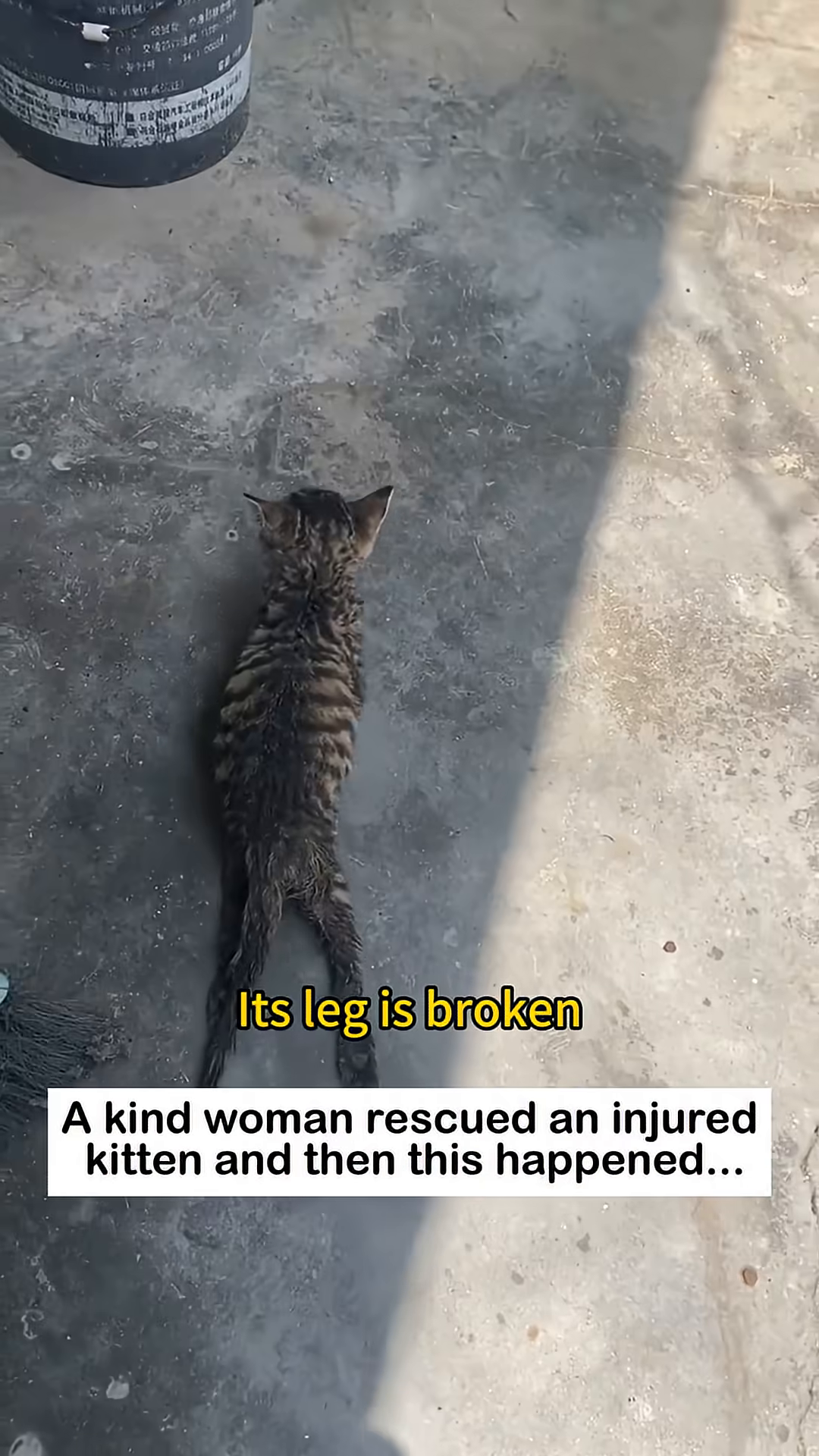 A close-up of the kitten's back legs, one of which appears to be injured or bandaged.