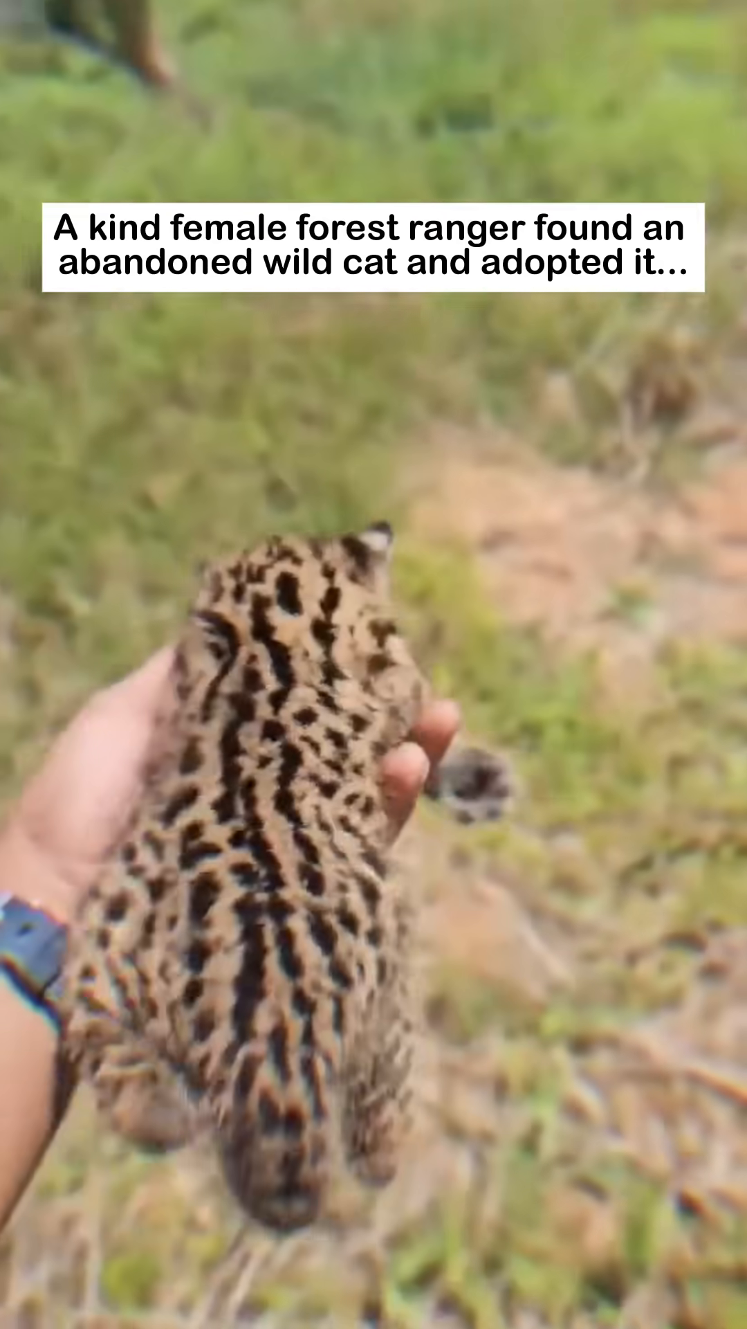 The forest ranger gently picks up the small, spotted wild cat kitten.