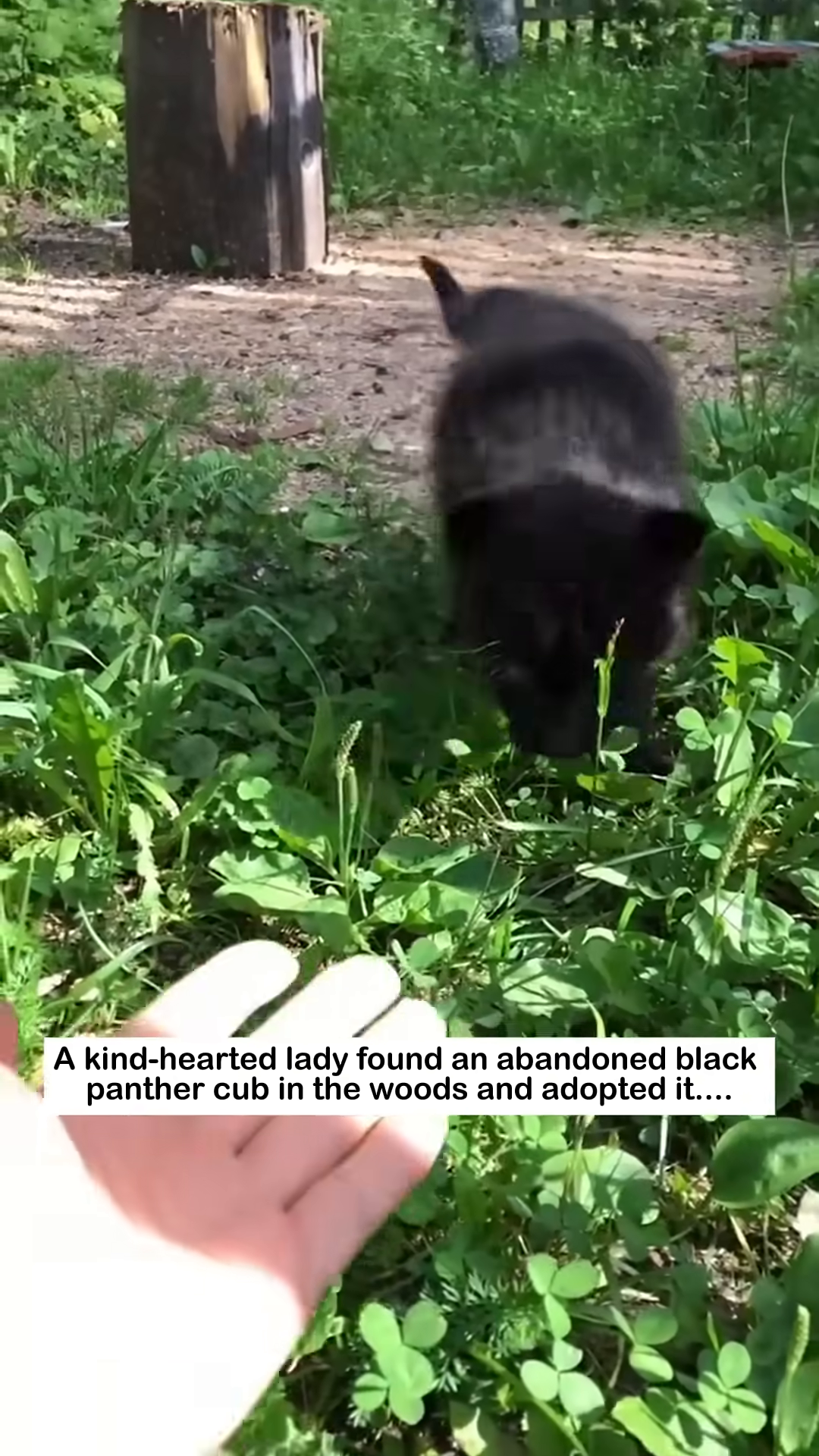 A human hand gently offers a bottle of milk to a small black panther cub.