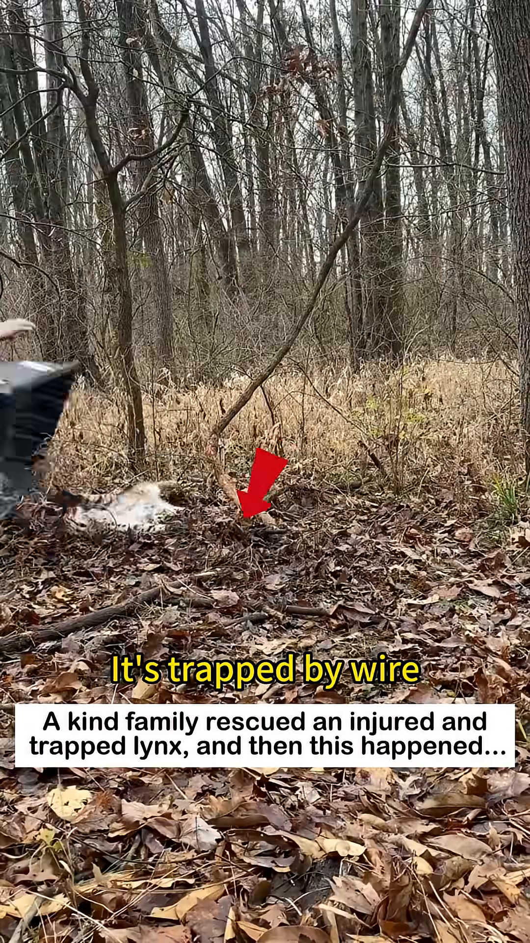 A person is shown trying to free a lynx from a wire trap in a wooded area.