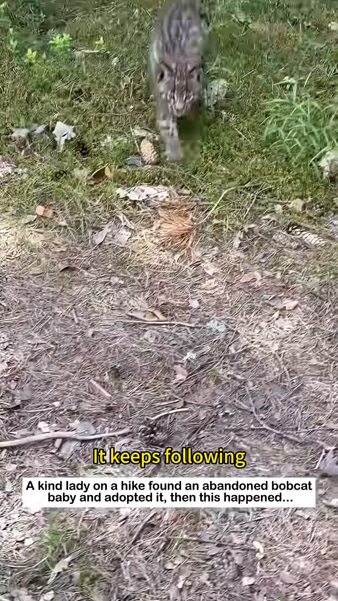 The bobcat kitten follows the person walking away.