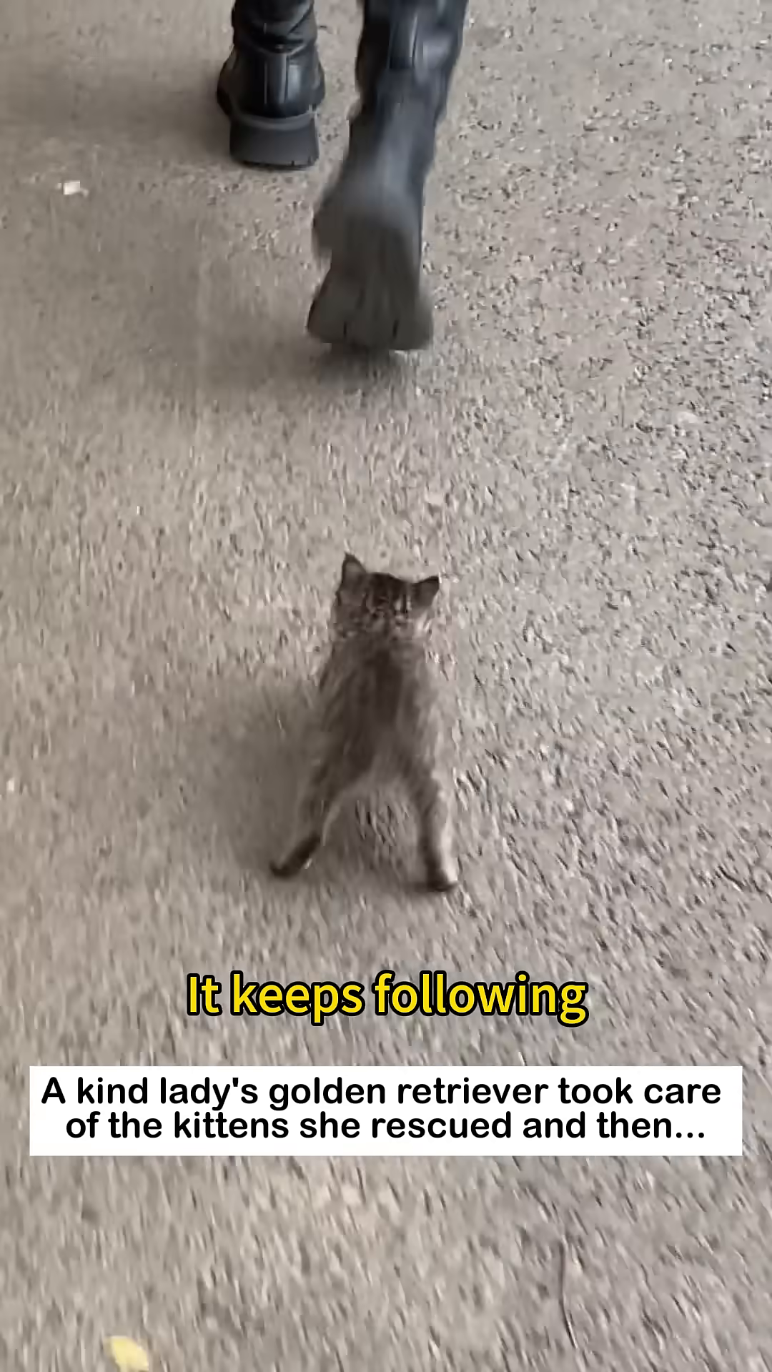 A person's hand gently reaches out to a small kitten.