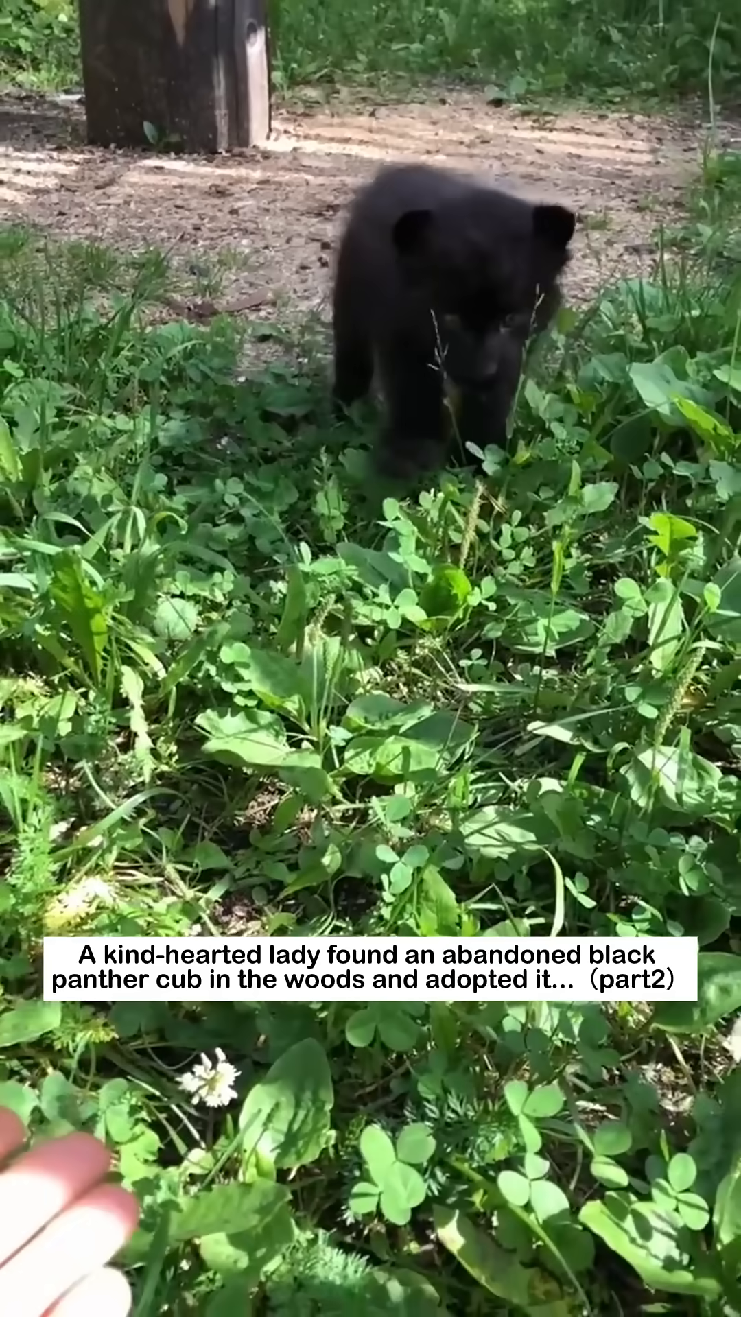 A hand gently touches the head of a small black panther cub.