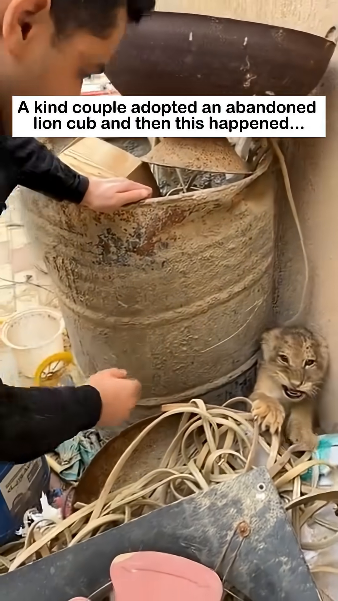 A person gently reaching out to the lion cub.