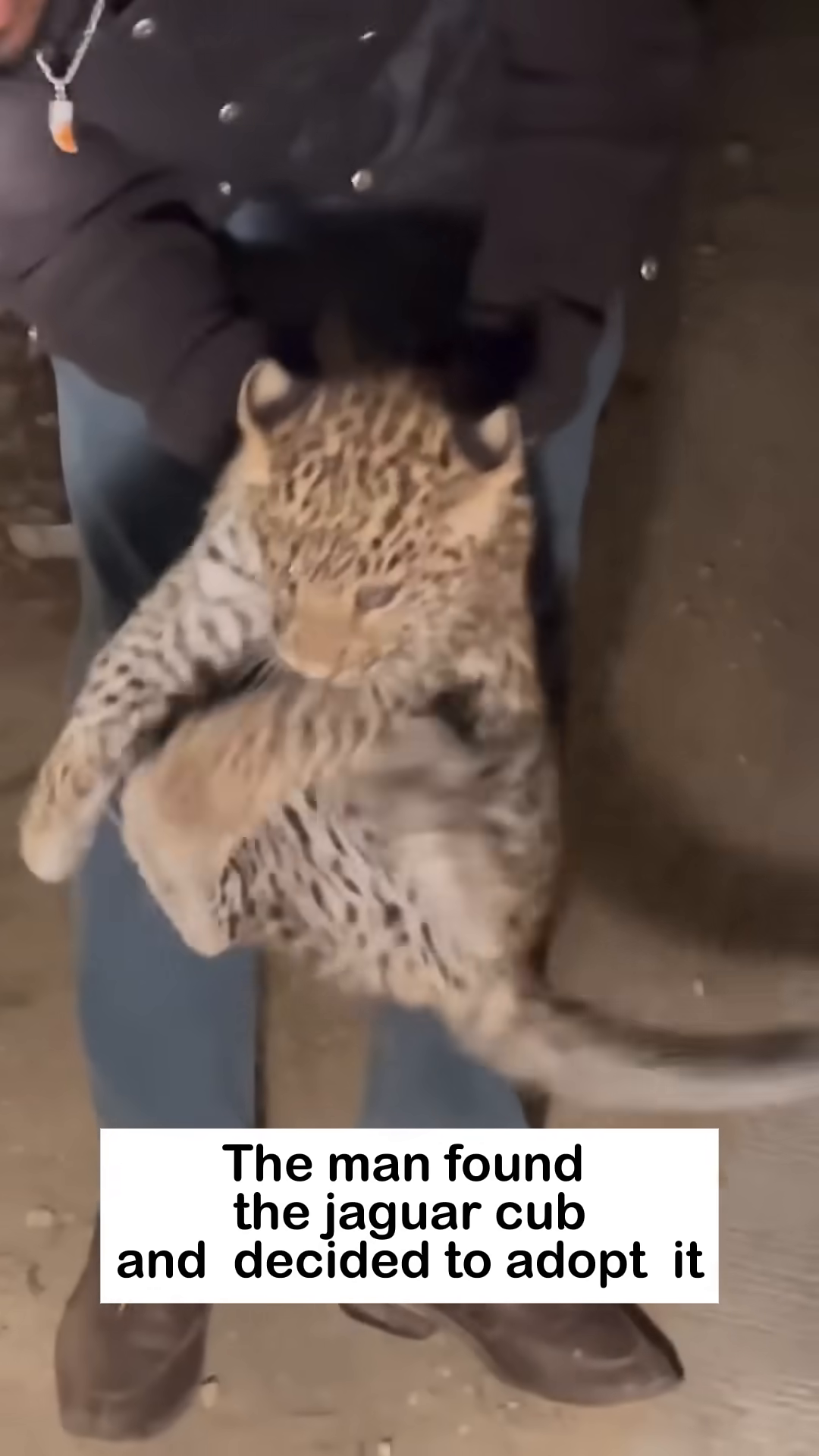 A man gently pats the head of a jaguar cub, symbolizing their bond.