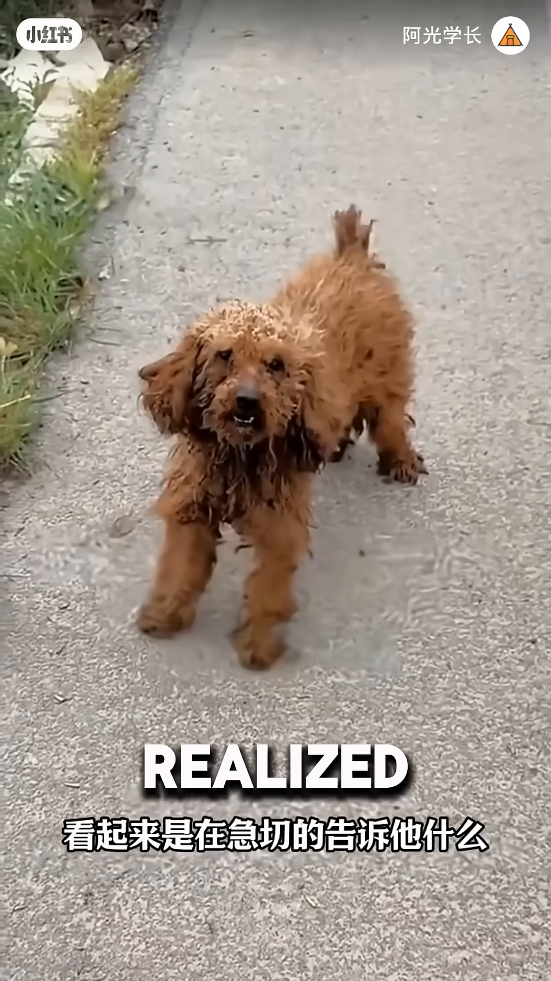 A close-up of a brown dog's face as it barks and looks intently at the camera.