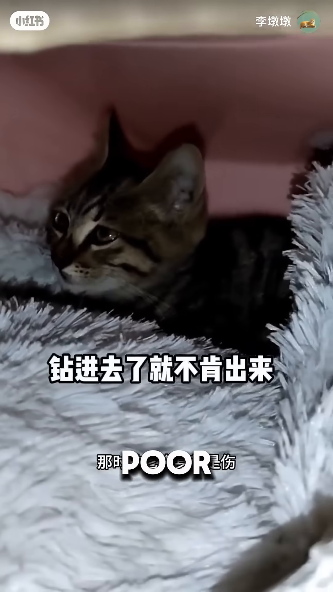 A person gently places a kitten into a cardboard box.