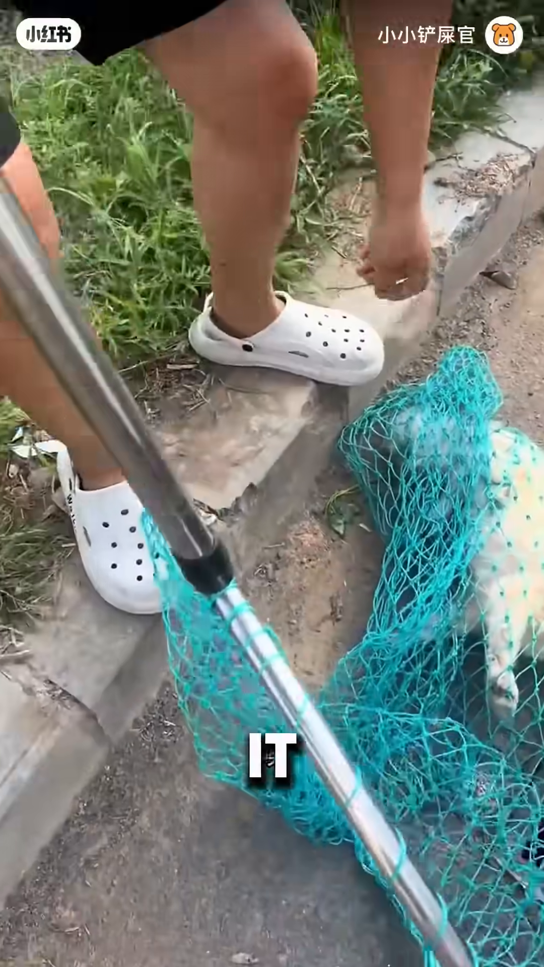 A person is trying to net a small white dog near a drain.